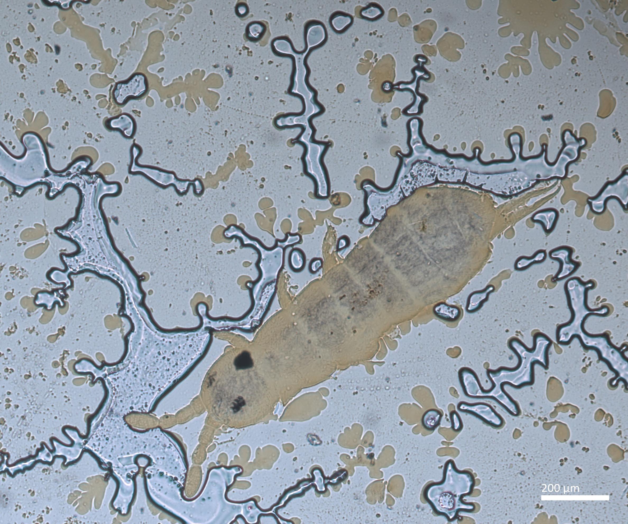 Slide preparation of Hemisotoma thermophila, housed in the ICCDRS collection (ICCDRS 26842). Photo: Marc Barreda, CDF, 2024.