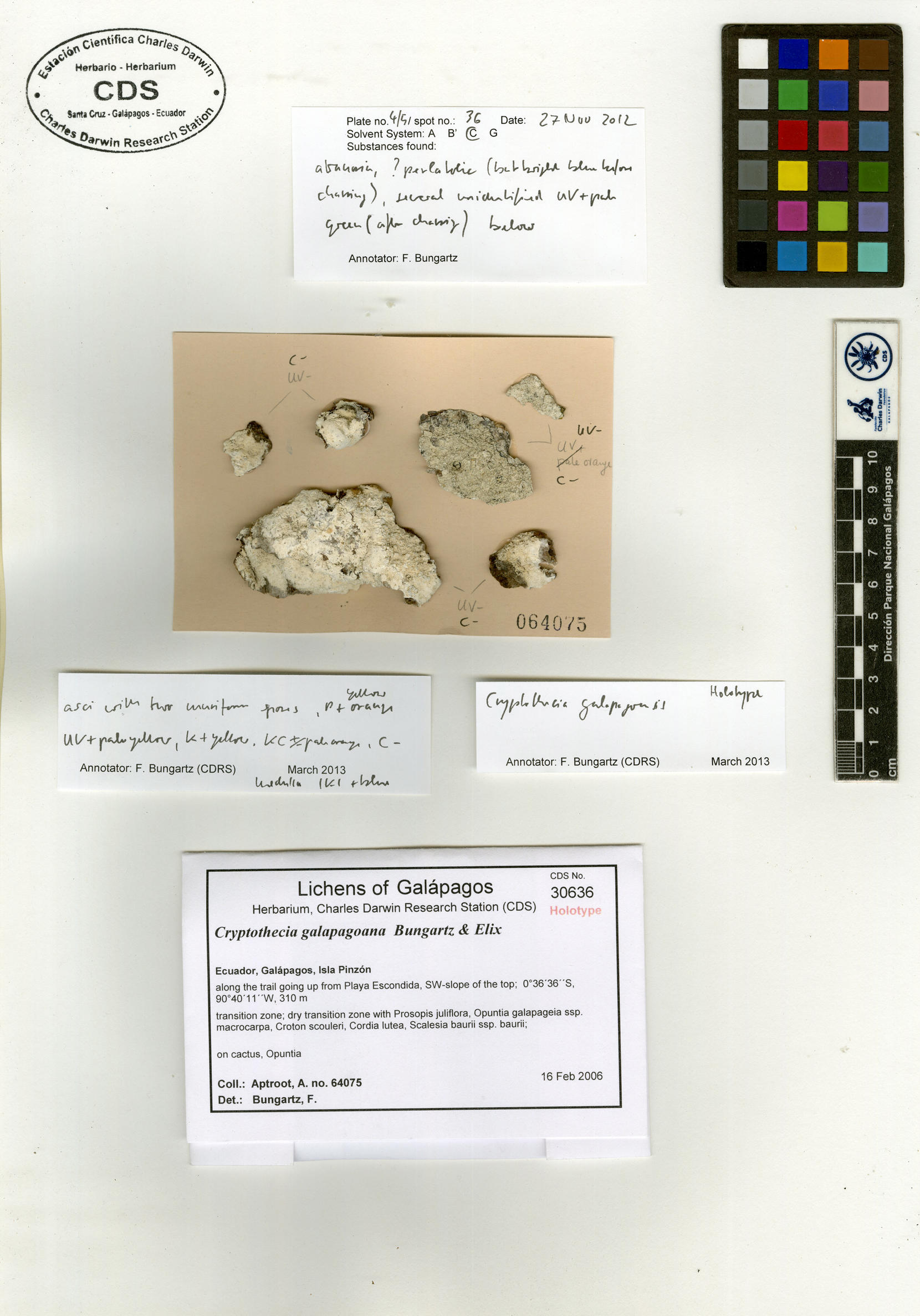 Cryptothecia galapagoana type specimen Photo: CDS.