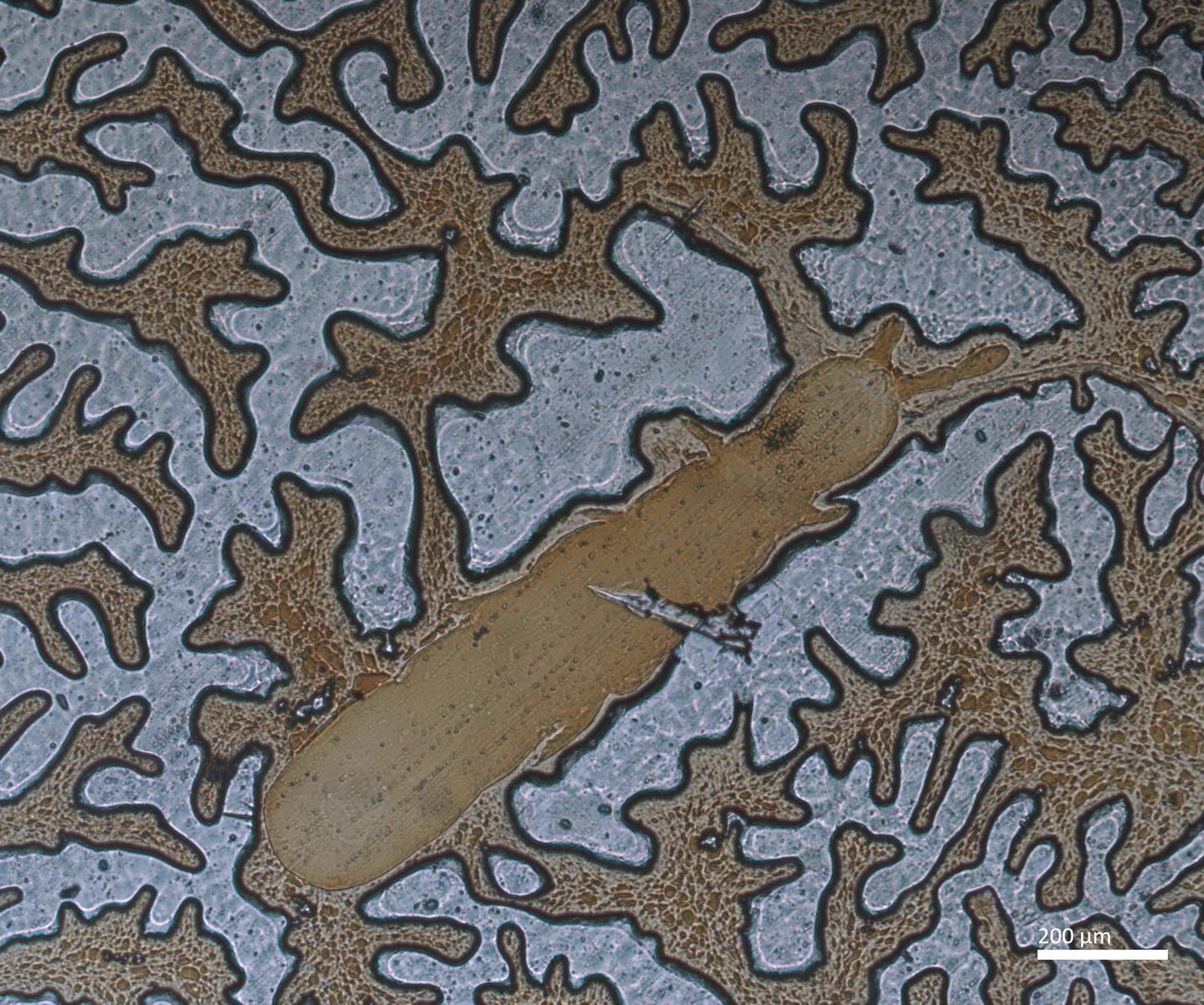 Slide preparation of Isotomodes trisetosus, housed in the ICCDRS collection (ICCDRS 26846). Photo: Marc Barreda, CDF, 2024.