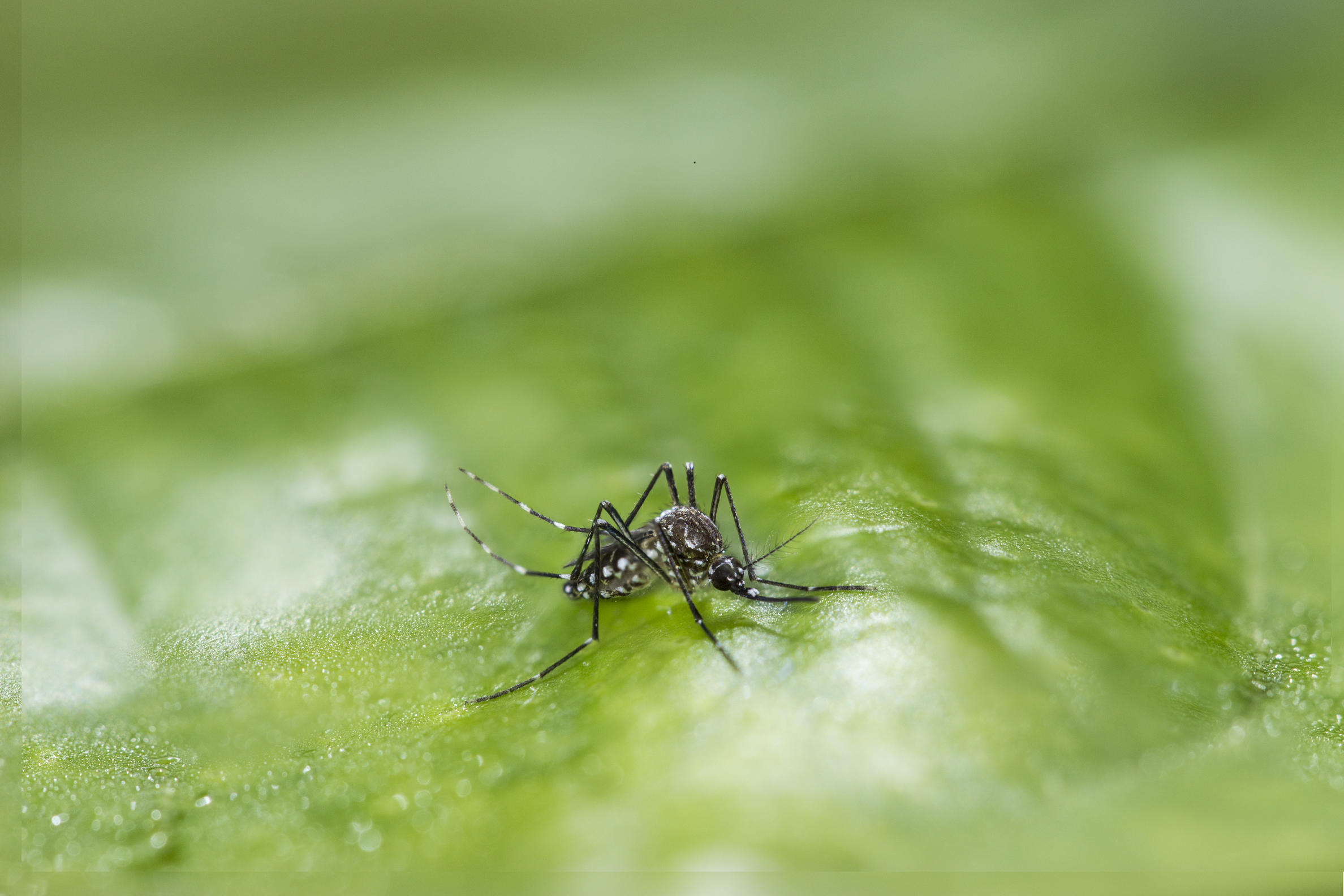 Hembra de Aedes aegypti. Foto: V. Cevallos, CIREV INSPI.