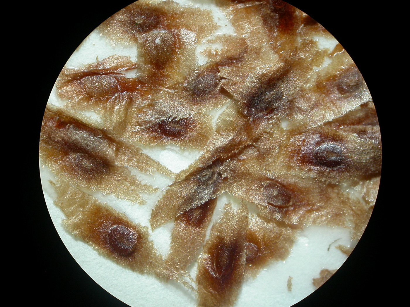 Seeds of Cinchona pubescens. Photo: CDF Archive, 2012.