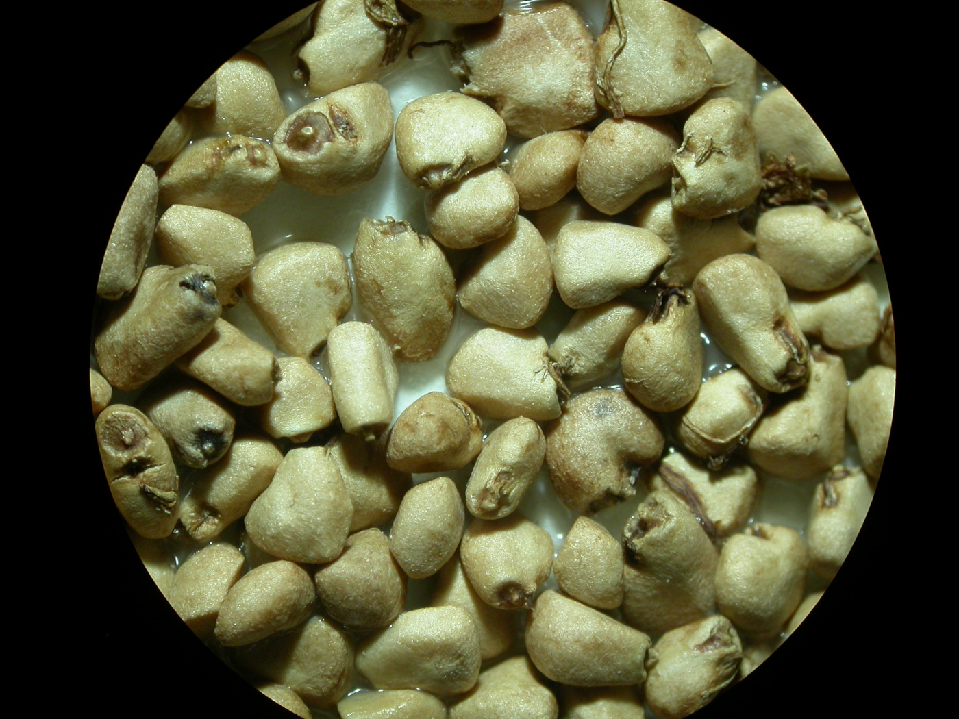 Semillas de Psidium guajava. Foto: CDF Archive, 2012.