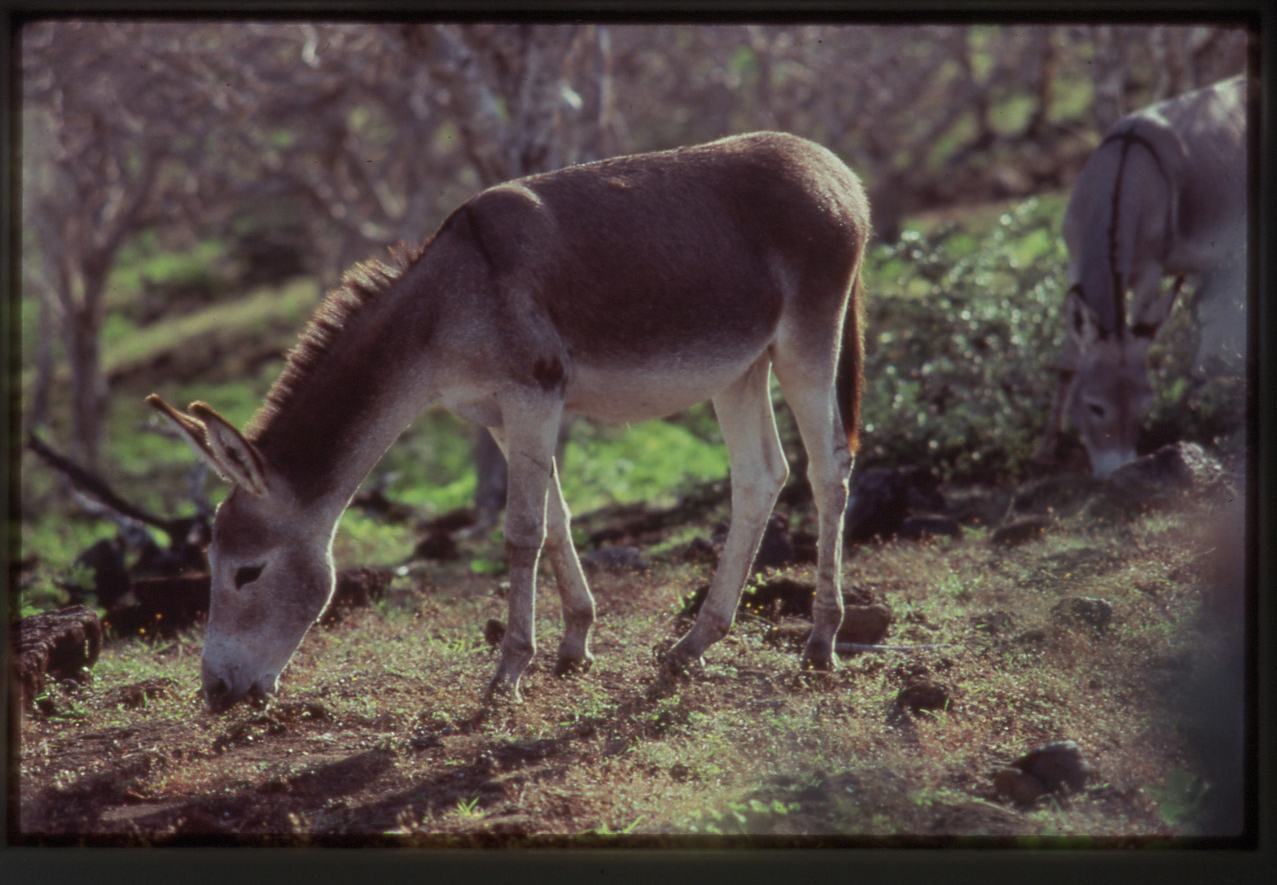 Equus asinus , Donkey. Photo: CDF Archive.