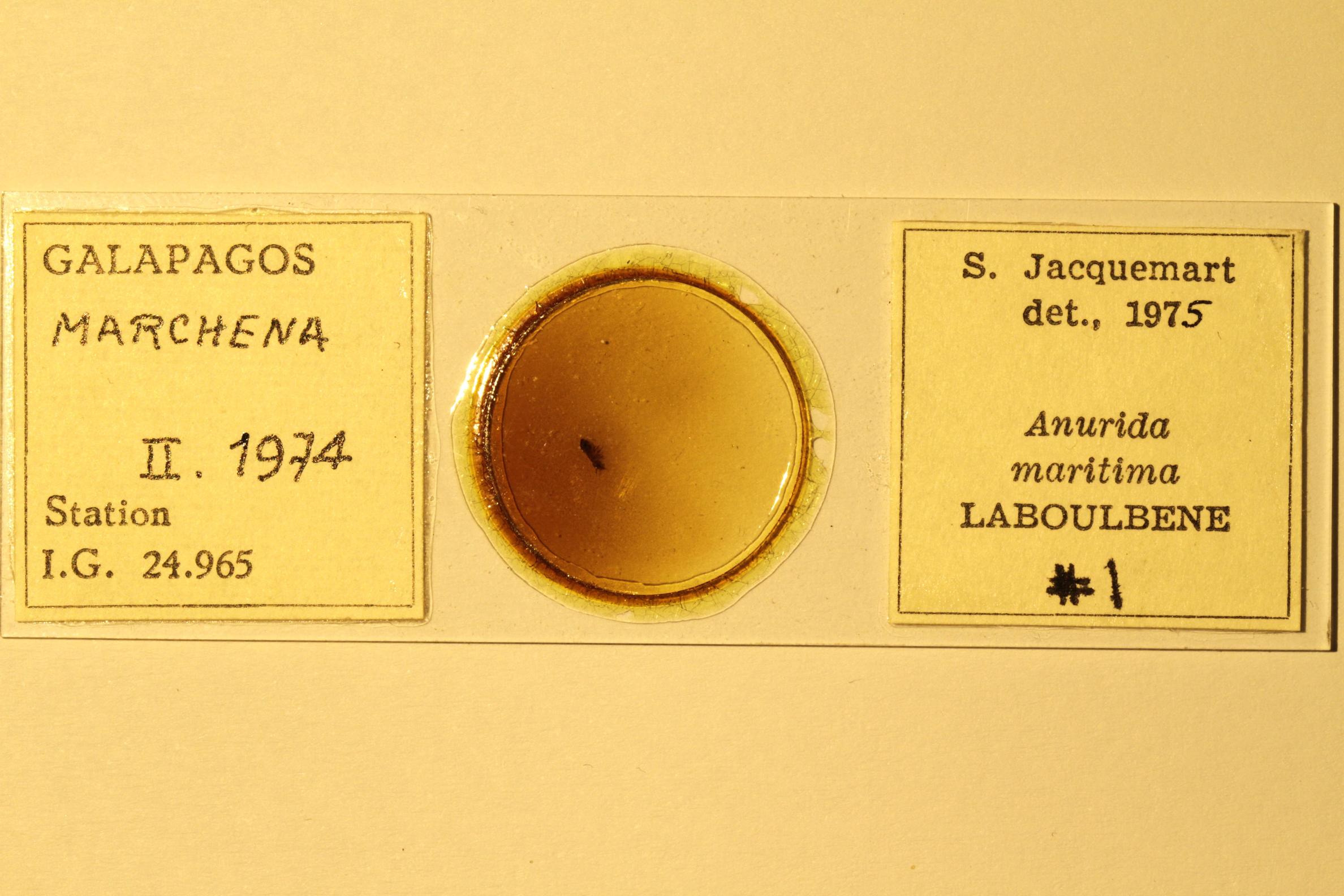 Specimen mounted on microscope slide preparation, Jacquemart expedition, 1974. Photo: Angel Piloso, CDF, 2026.