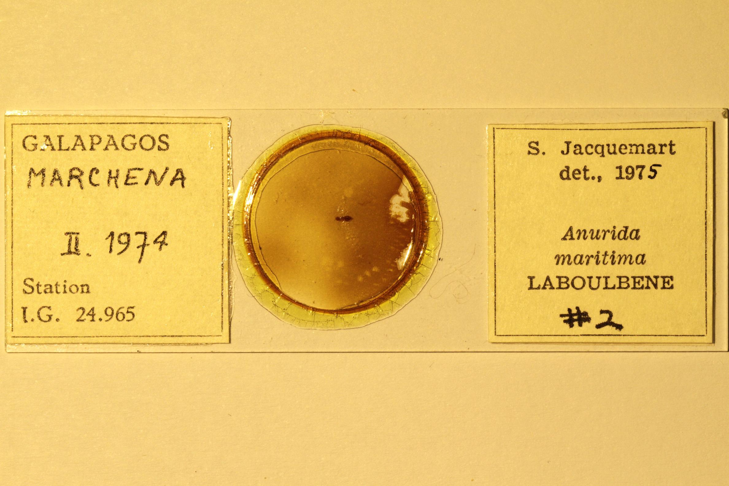 Specimen mounted on microscope slide preparation, Jacquemart expedition, 1974. Photo: Angel Piloso, CDF, 2026.