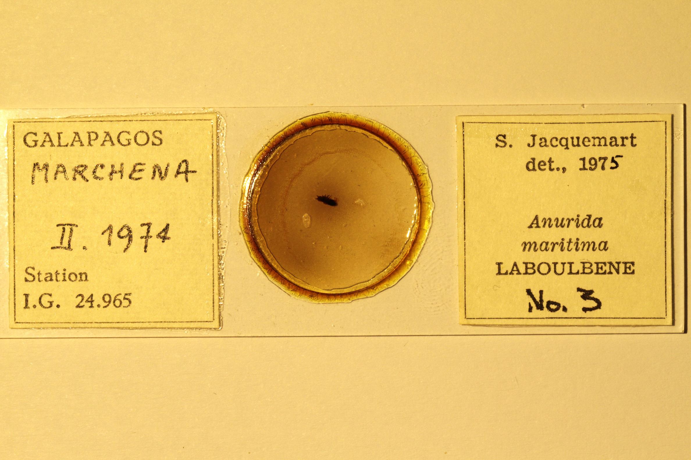Specimen mounted on microscope slide preparation, Jacquemart expedition, 1974. Photo: Angel Piloso, CDF, 2026.