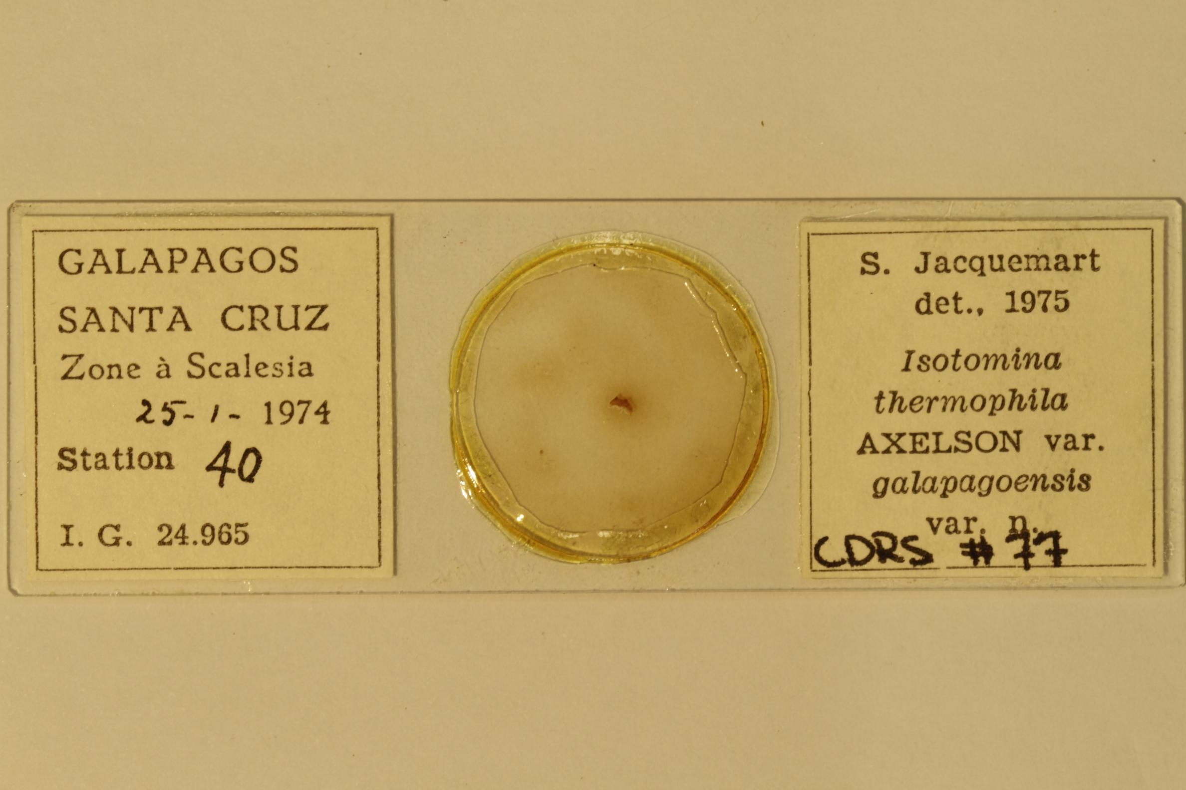 Specimen mounted on microscope slide preparation, Jacquemart expedition, 1974. Photo: Angel Piloso, CDF, 2026.