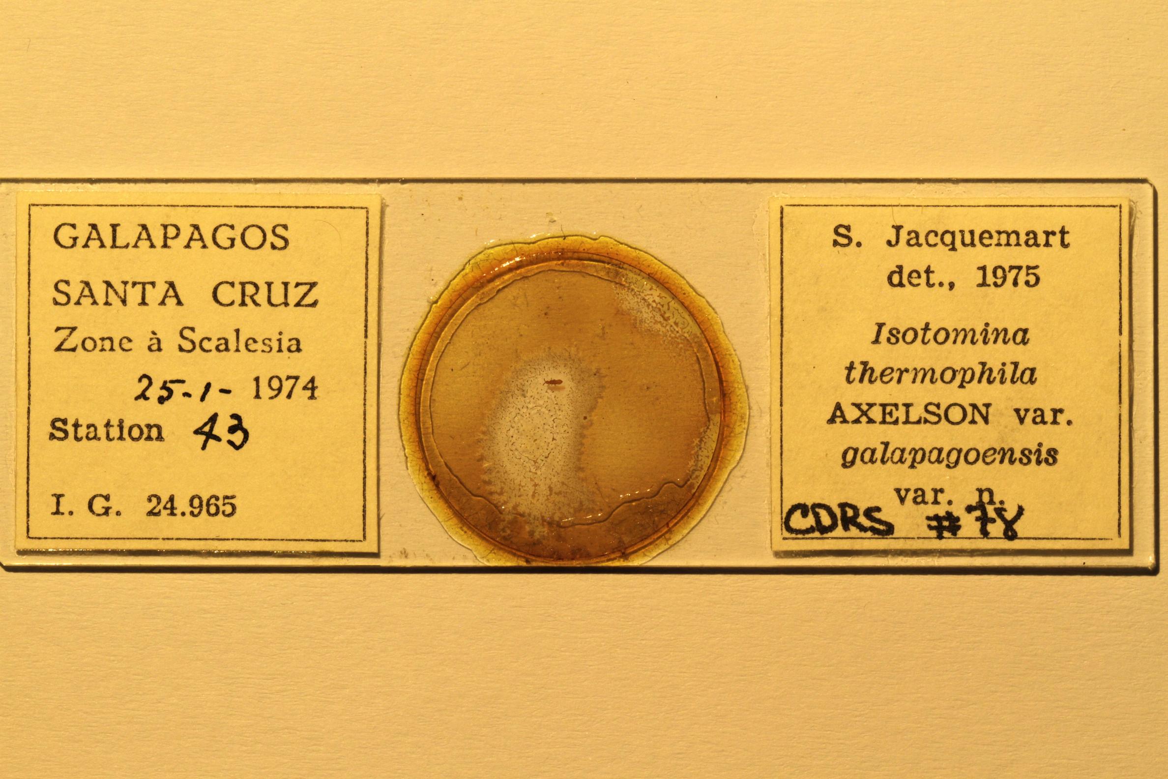 Specimen mounted on microscope slide preparation, Jacquemart expedition, 1974. Photo: Angel Piloso, CDF, 2026.