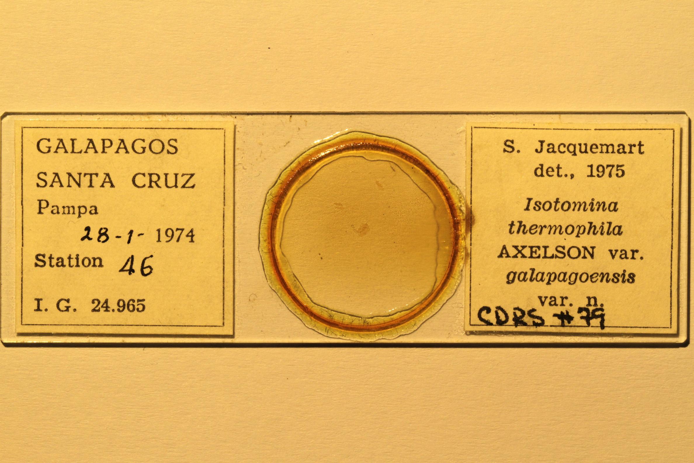 Specimen mounted on microscope slide preparation, Jacquemart expedition, 1974. Photo: Angel Piloso, CDF, 2026.