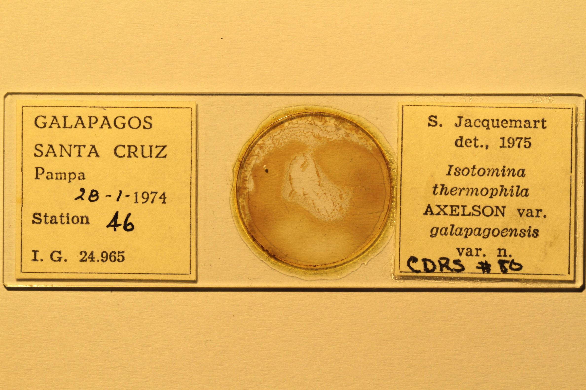 Specimen mounted on microscope slide preparation, Jacquemart expedition, 1974. Photo: Angel Piloso, CDF, 2026.