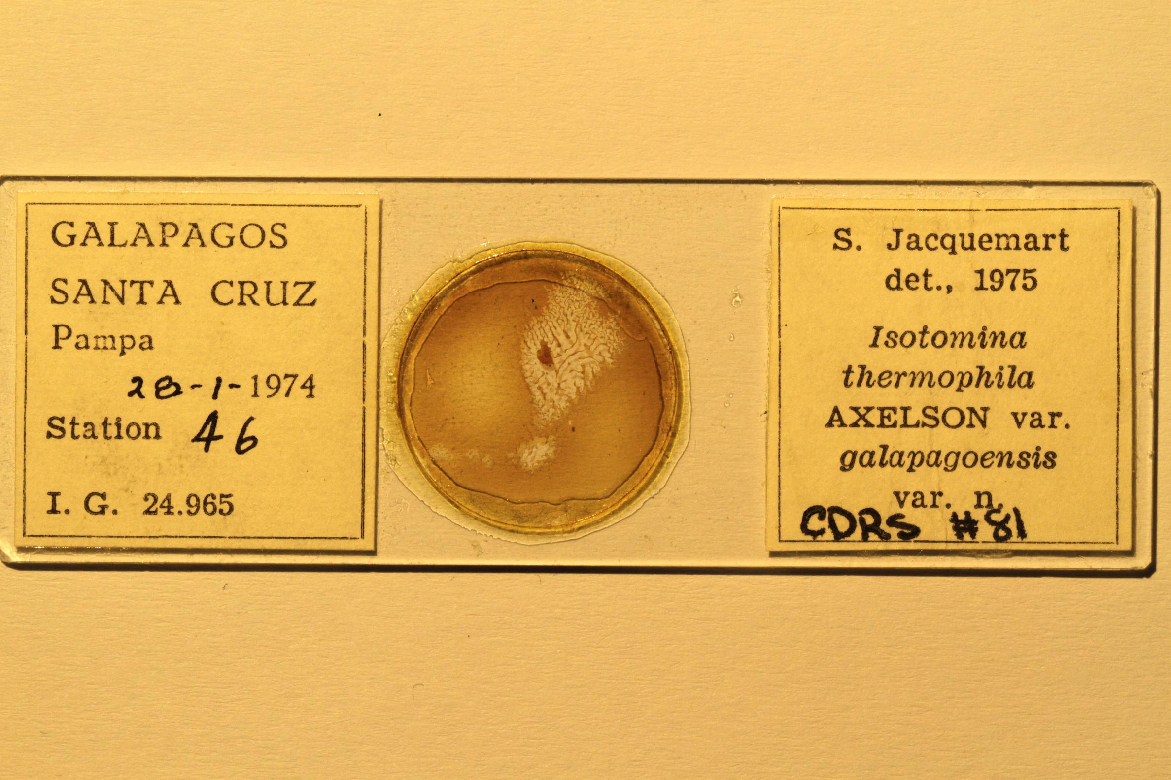 Specimen mounted on microscope slide preparation, Jacquemart expedition, 1974. Photo: Angel Piloso, CDF, 2026.