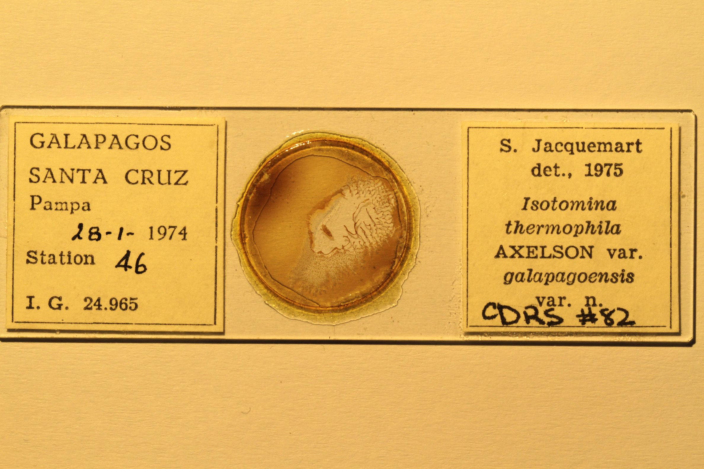 Specimen mounted on microscope slide preparation, Jacquemart expedition, 1974. Photo: Angel Piloso, CDF, 2026.