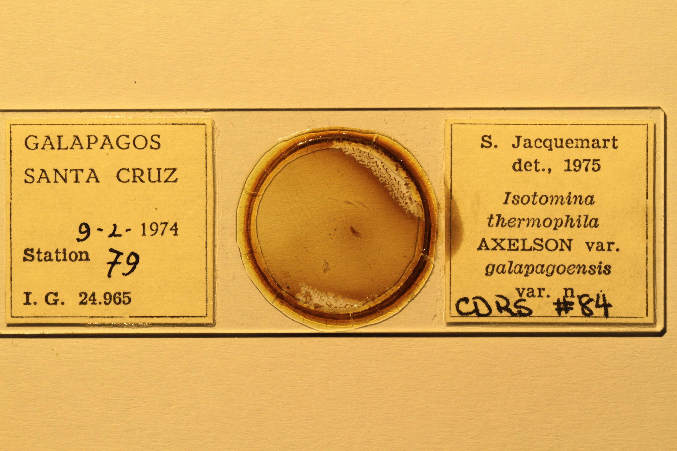 Specimen mounted on microscope slide preparation, Jacquemart expedition, 1974. Photo: Angel Piloso, CDF, 2026.