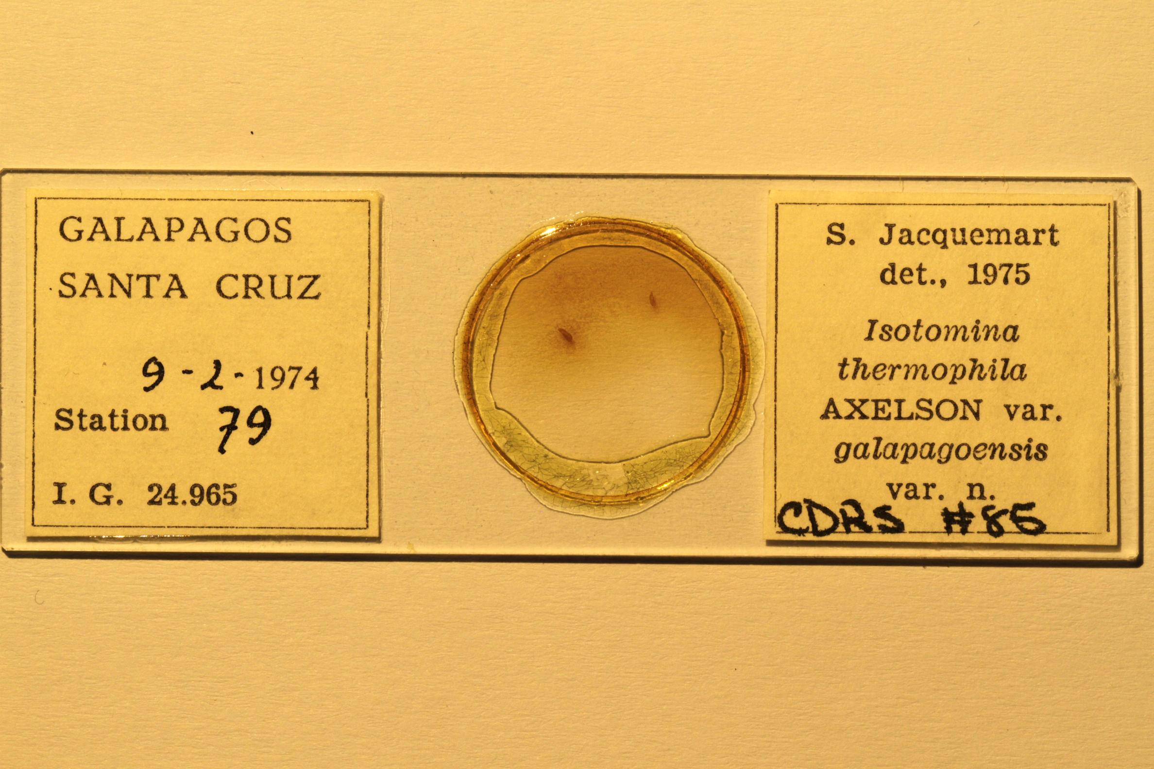 Specimen mounted on microscope slide preparation, Jacquemart expedition, 1974. Photo: Angel Piloso, CDF, 2026.