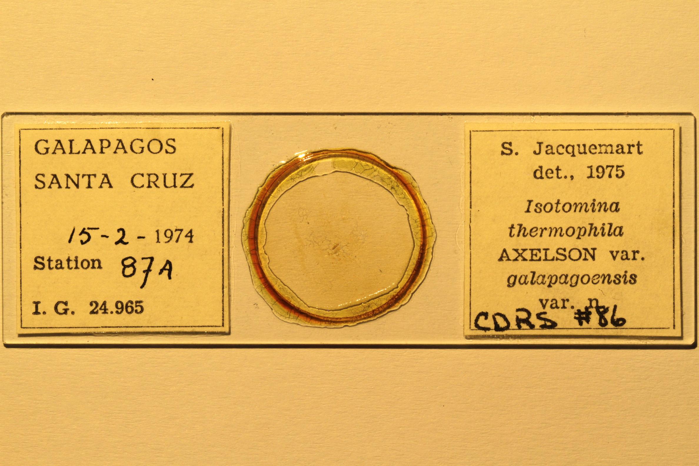 Specimen mounted on microscope slide preparation, Jacquemart expedition, 1974. Photo: Angel Piloso, CDF, 2026.