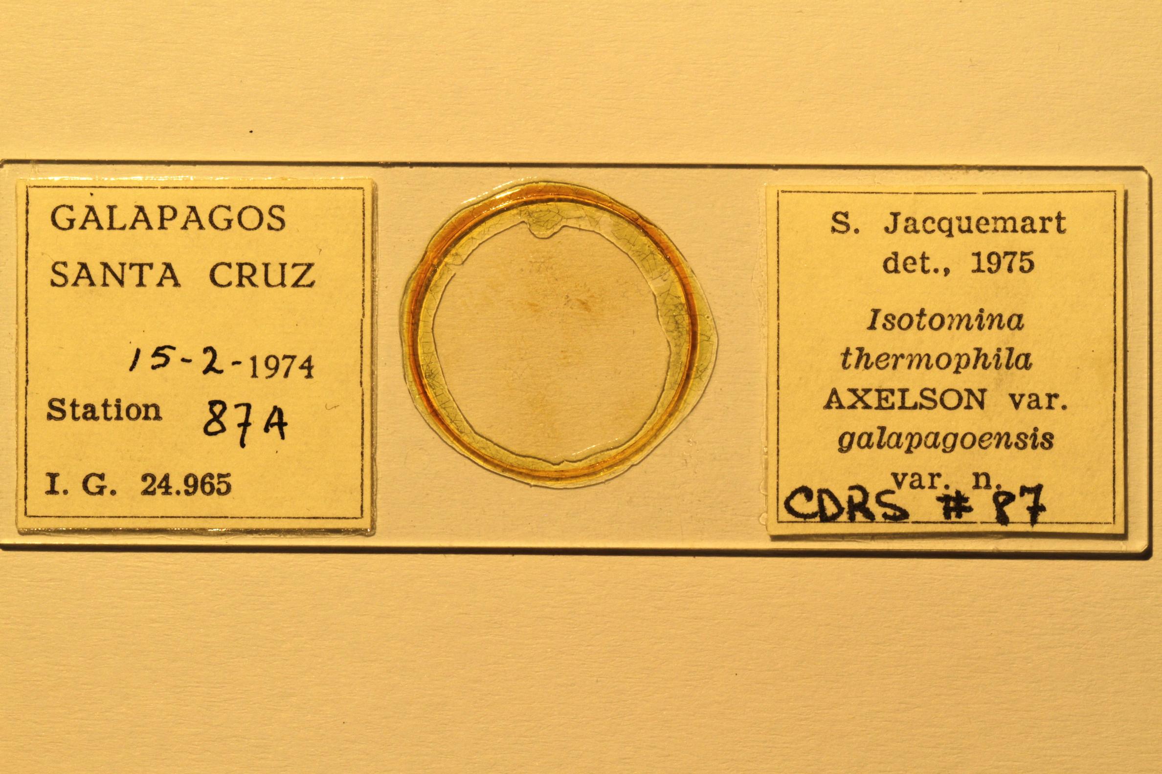 Specimen mounted on microscope slide preparation, Jacquemart expedition, 1974. Photo: Angel Piloso, CDF, 2026.