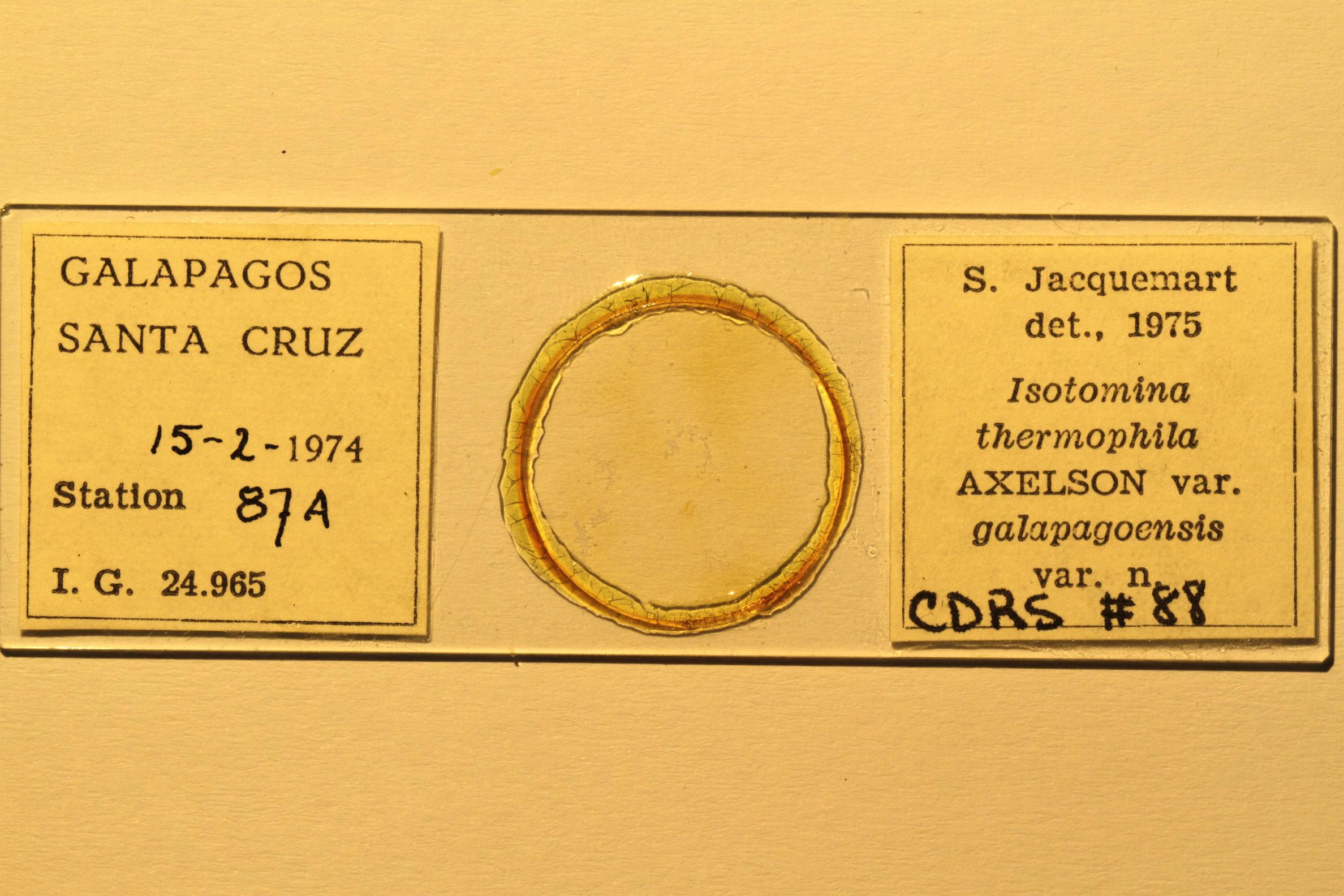 Specimen mounted on microscope slide preparation, Jacquemart expedition, 1974. Photo: Angel Piloso, CDF, 2026.