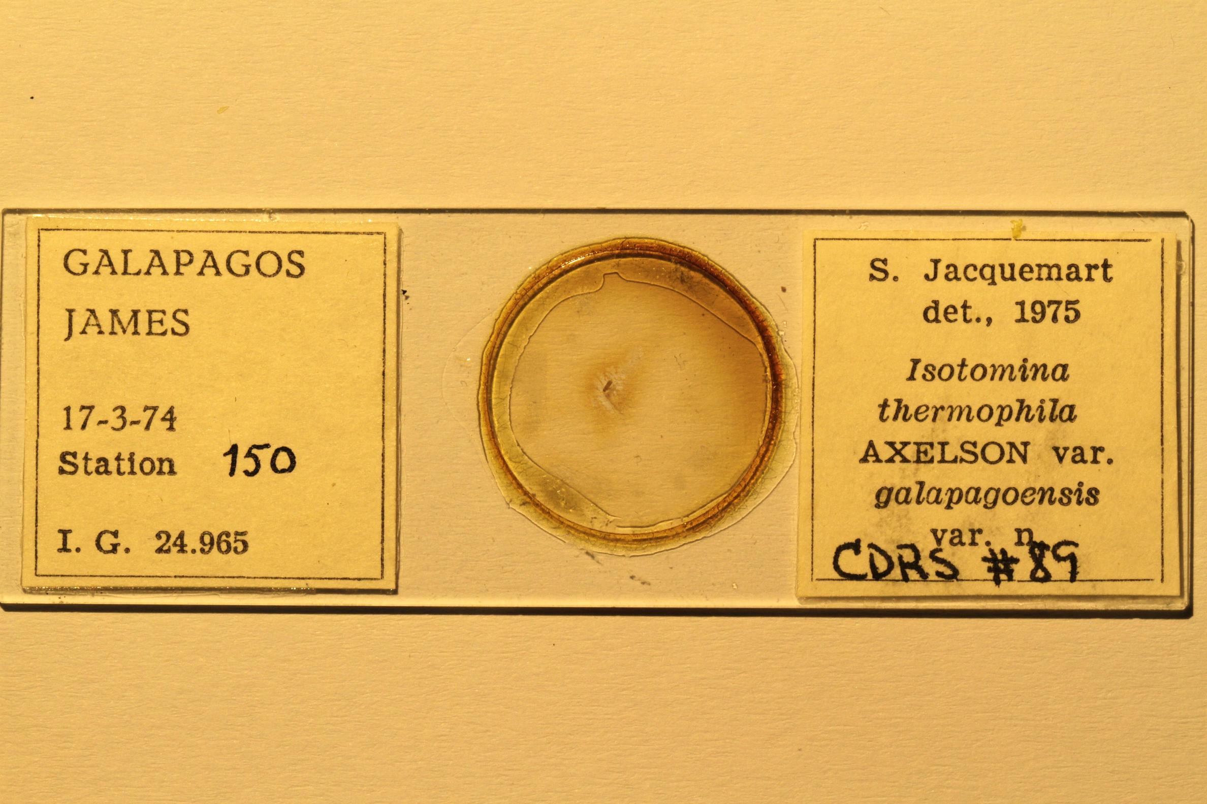 Specimen mounted on microscope slide preparation, Jacquemart expedition, 1974. Photo: Angel Piloso, CDF, 2026.