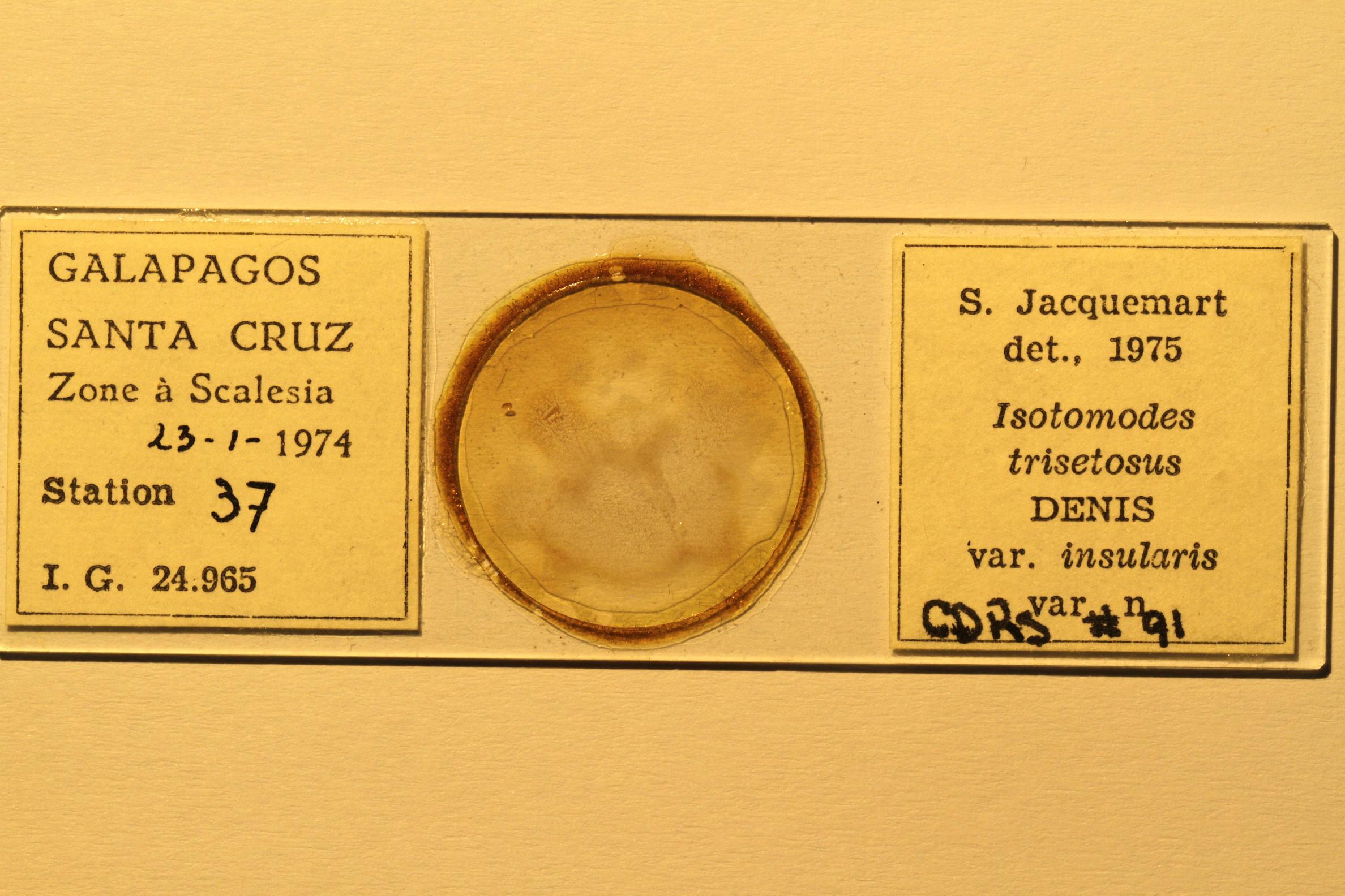 Specimen mounted on microscope slide preparation, Jacquemart expedition, 1974. Photo: Angel Piloso.