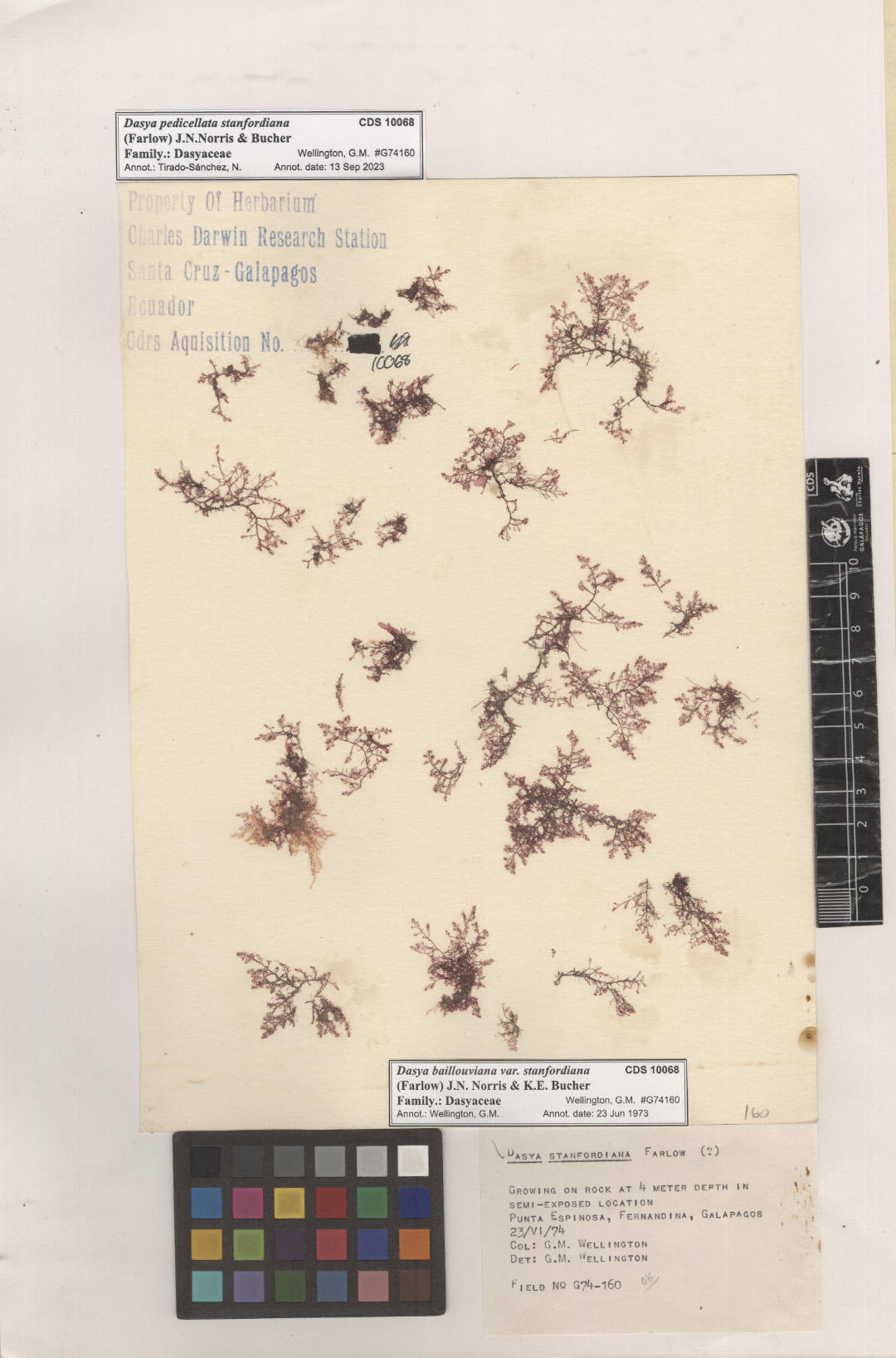 Dasya pedicellata stanfordiana,CDS specimen herbarium. Photo: García-Calderón, M..