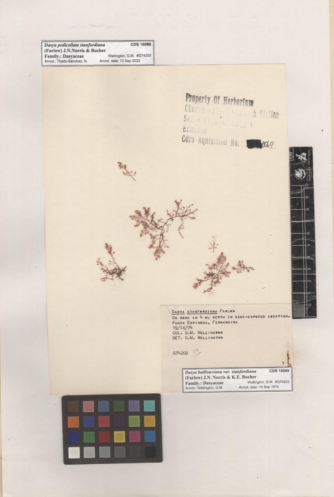 Dasya pedicellata stanfordiana ,CDS specimen herbarium. Photo: García-Calderón, M..