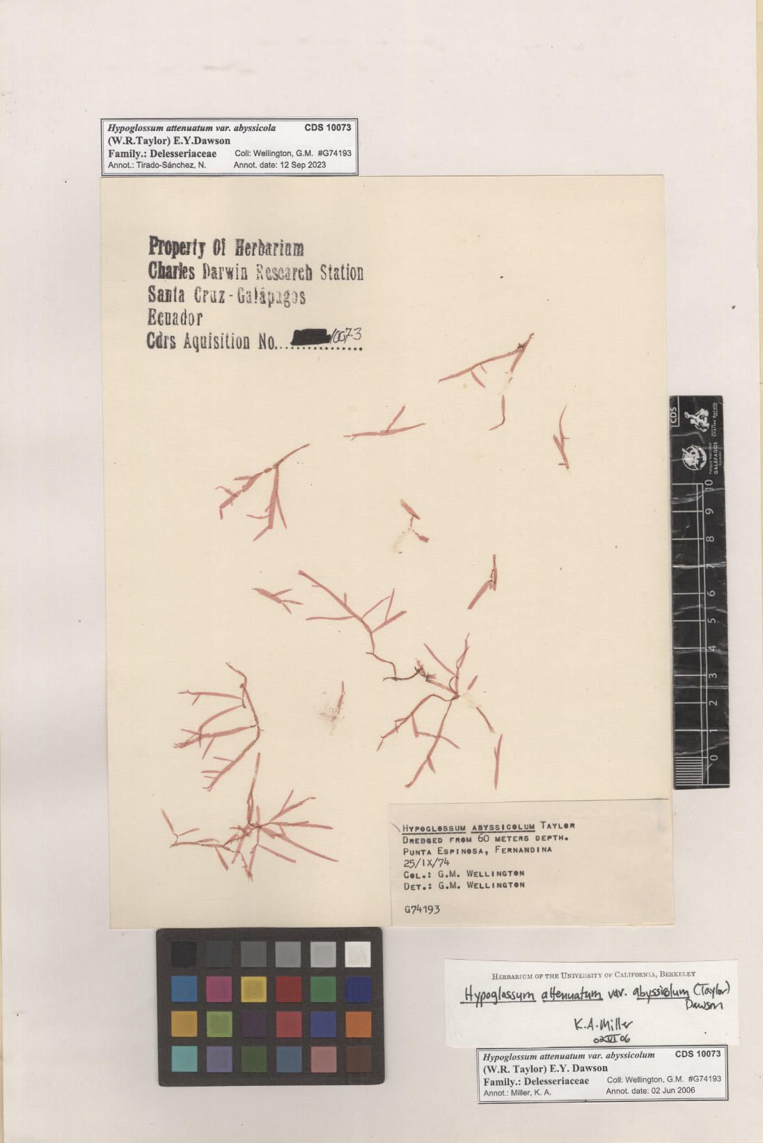 Hypoglossum attenuatum var. abyssicola,CDS specimen herbarium. Photo: García-Calderón, M..
