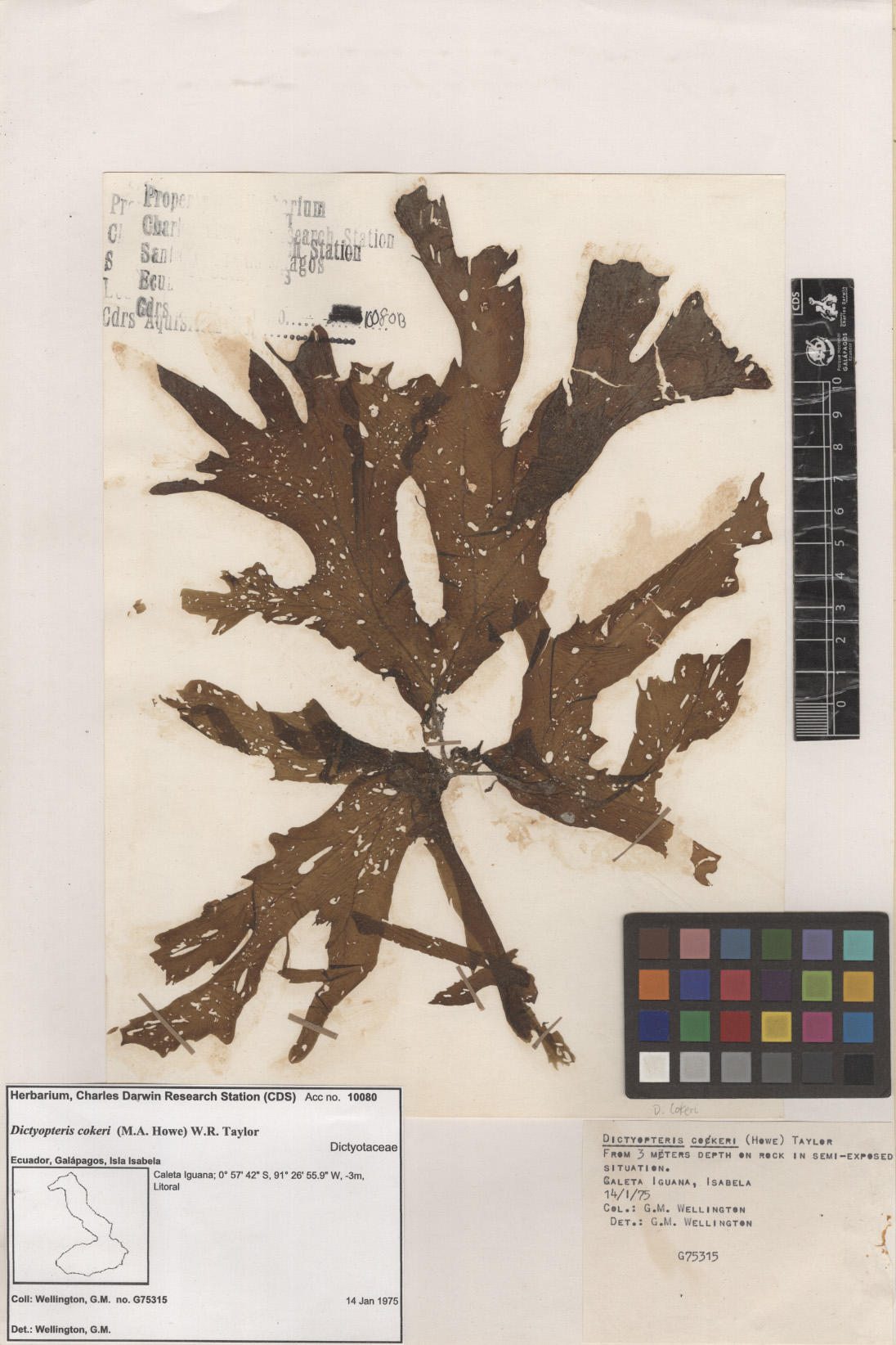 Dictyopteris cokeri , CDS specimen herbarium. Photo: García-Calderón, M..