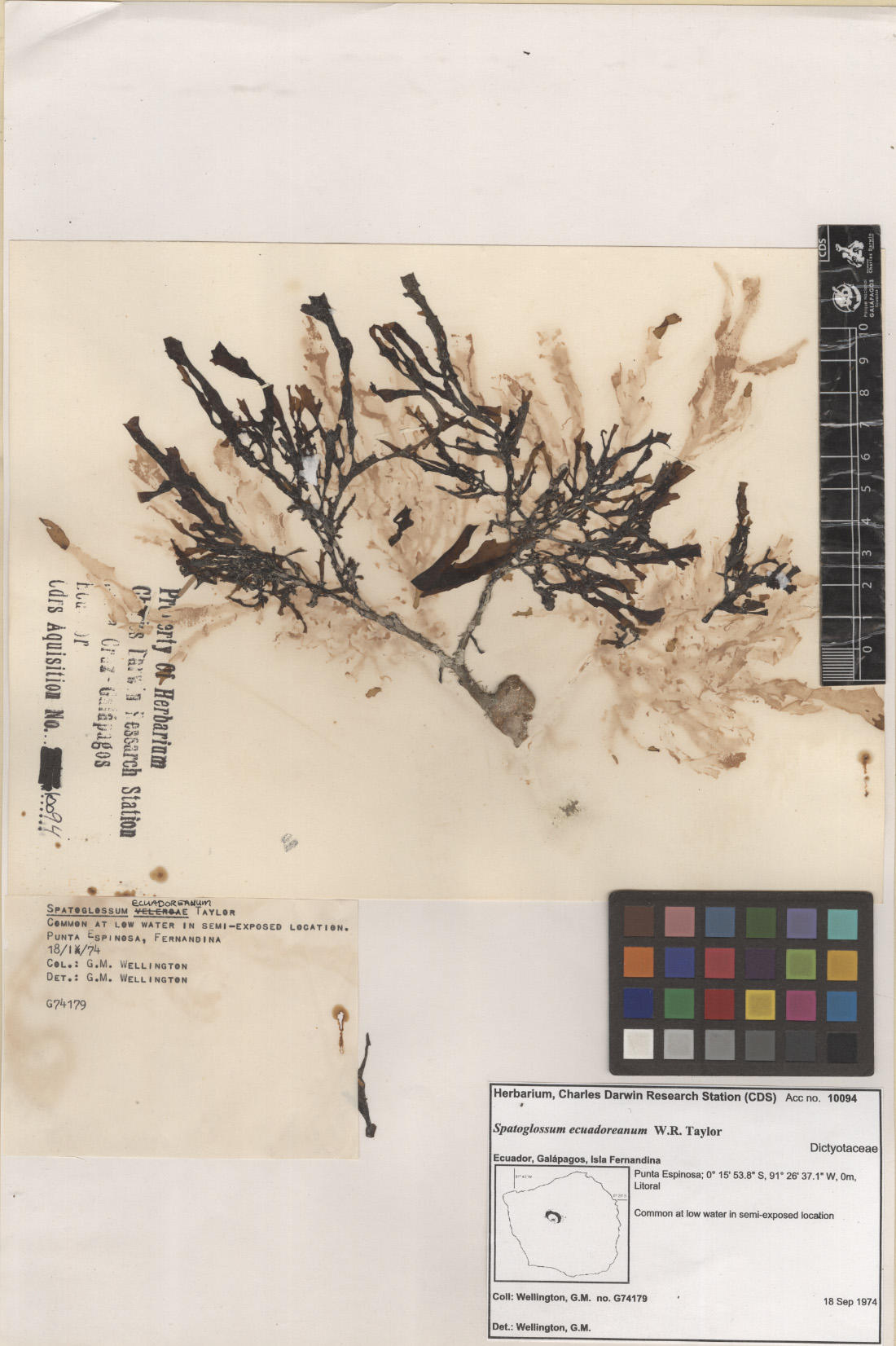  Spatoglossum ecuadoreanum ,CDS specimen herbarium. Photo: García-Calderón, M..