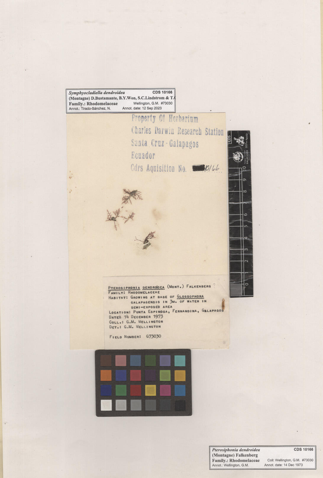 Symphyocladiella dendroidea,CDS especimen de herbario. Foto: García-Calderón, M..