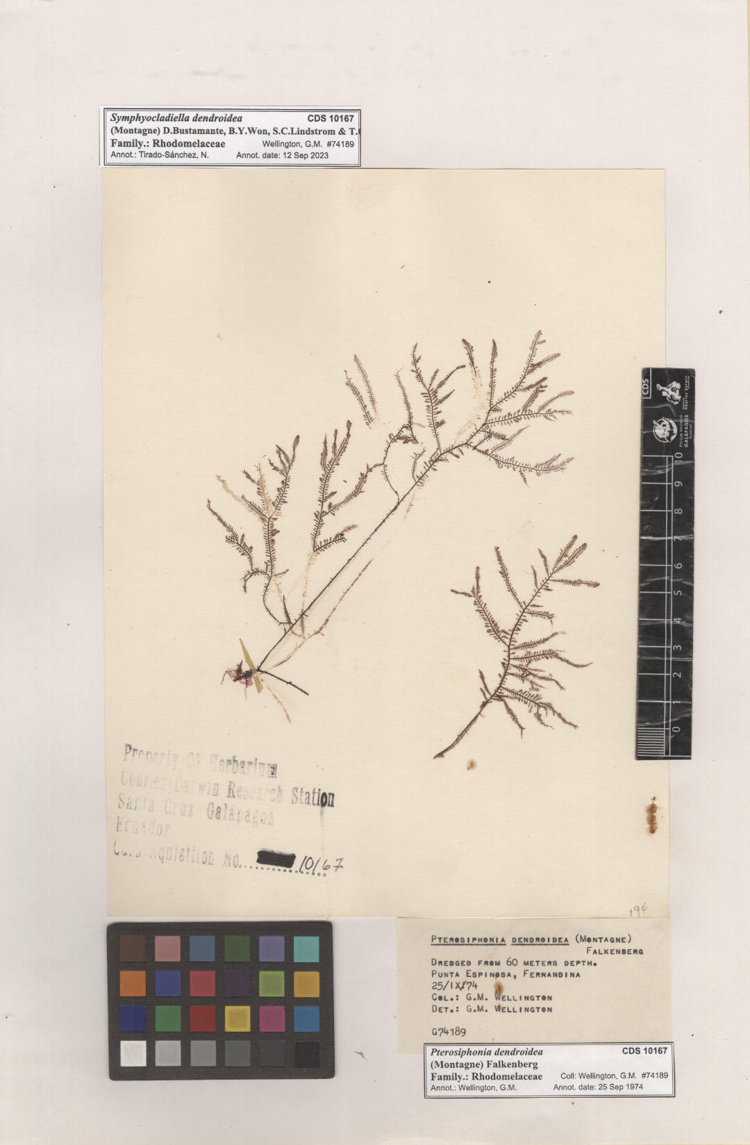 Symphyocladiella dendroidea ,CDS especimen de herbario. Foto: García-Calderón, M..