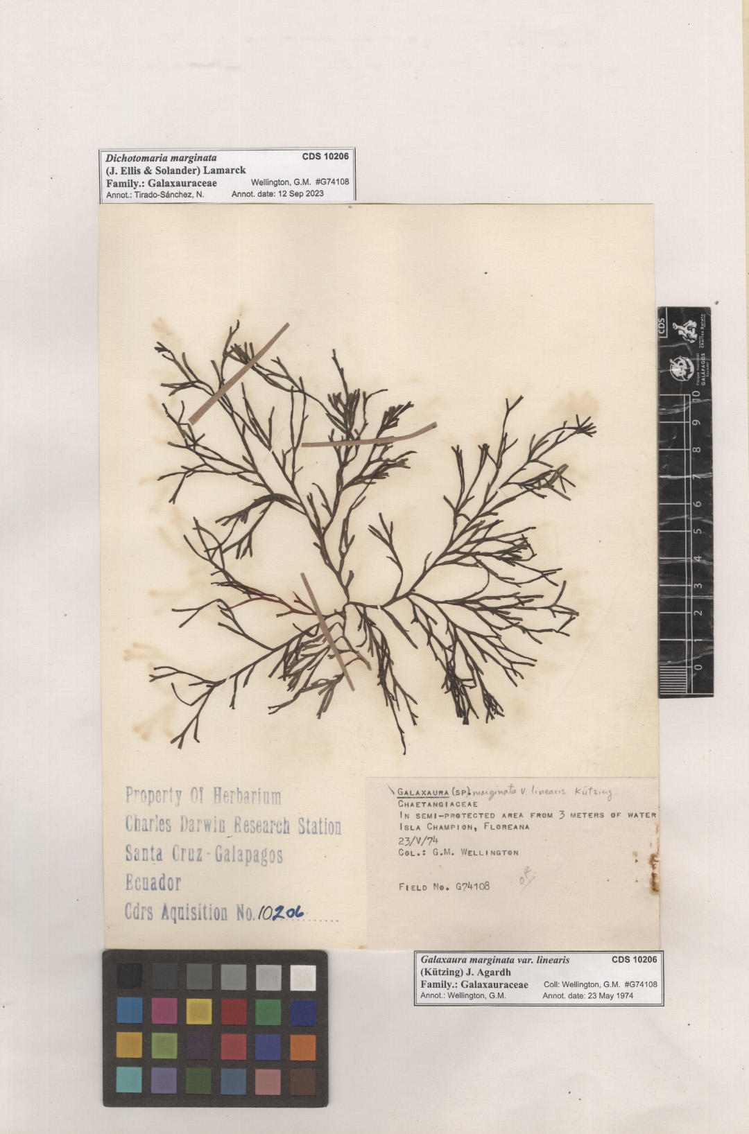  Dichotomaria marginata ,CDS specimen herbarium. Photo: García-Calderón, M..