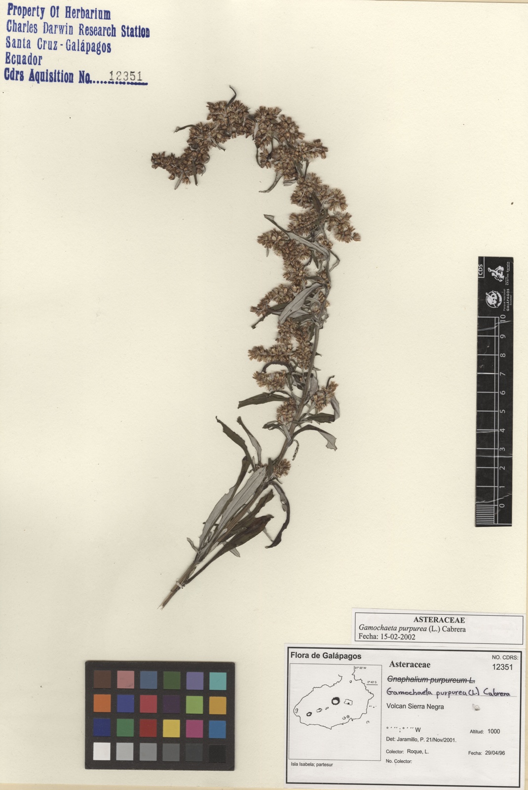 CDS 12351: Gamochaeta purpurea Photo: CDS Herbarium, CDF.