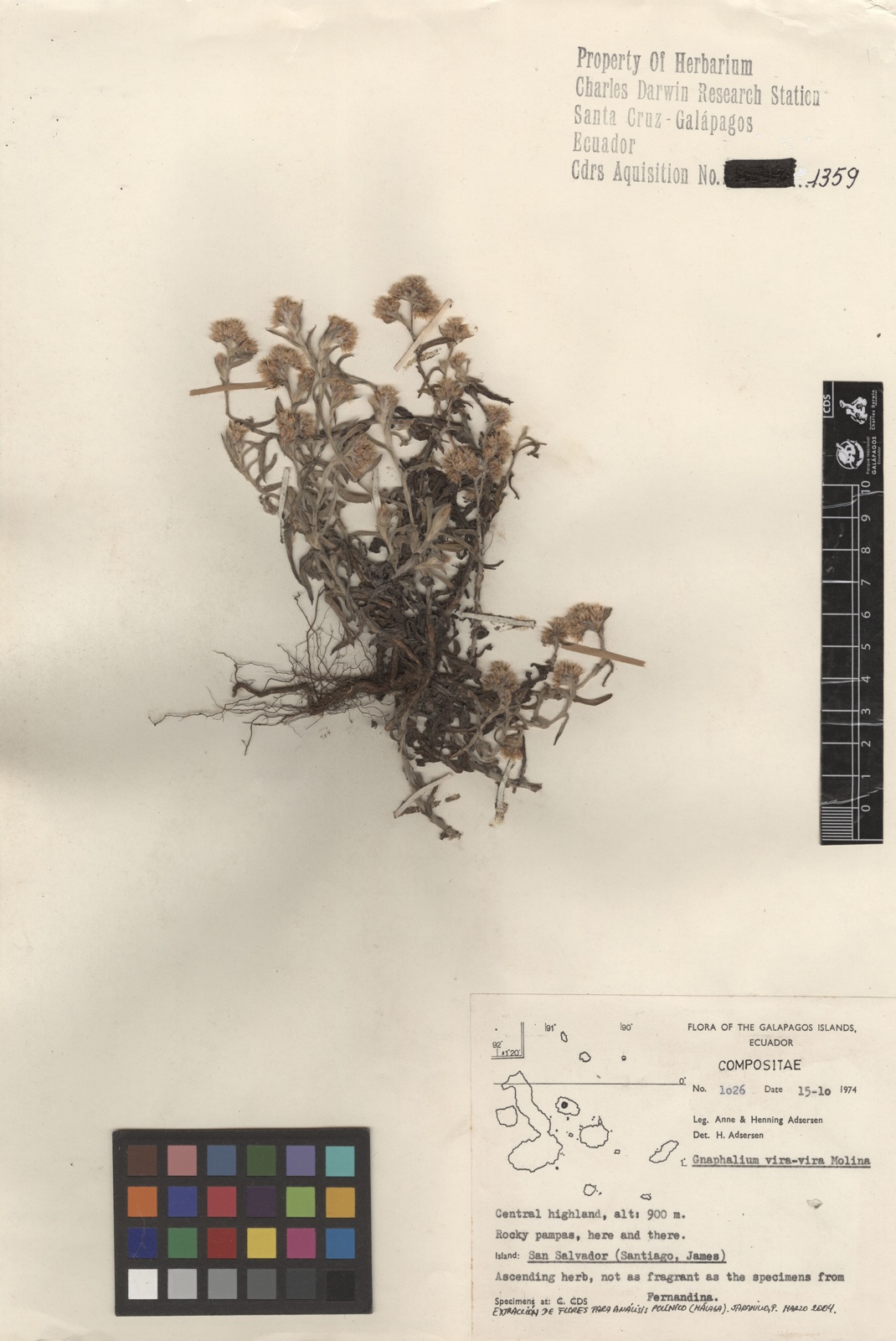 Pseudognaphalium viravira