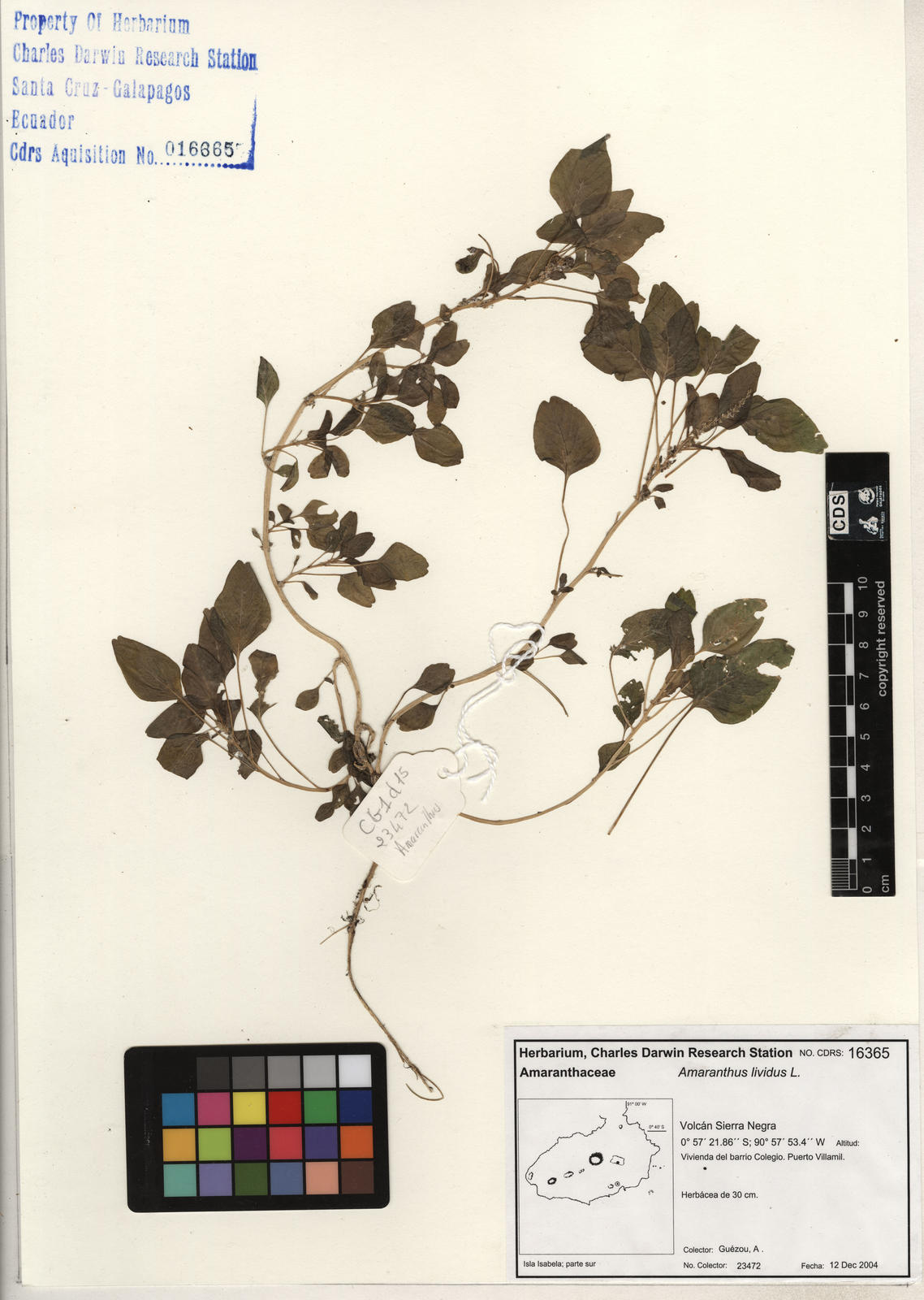 CDS 16365: Amaranthus blitum subsp. oleraceus Foto: CDS Herbarium, CDF.