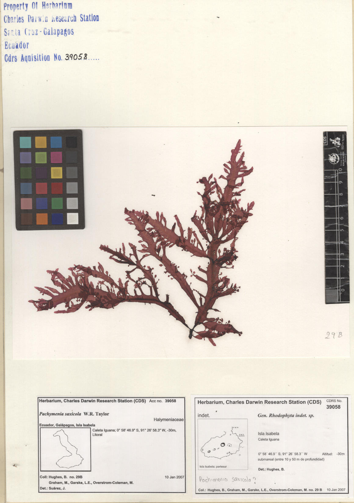 Pachymenia saxicola ,CDS specimen herbarium. Photo: García-Calderón, M..