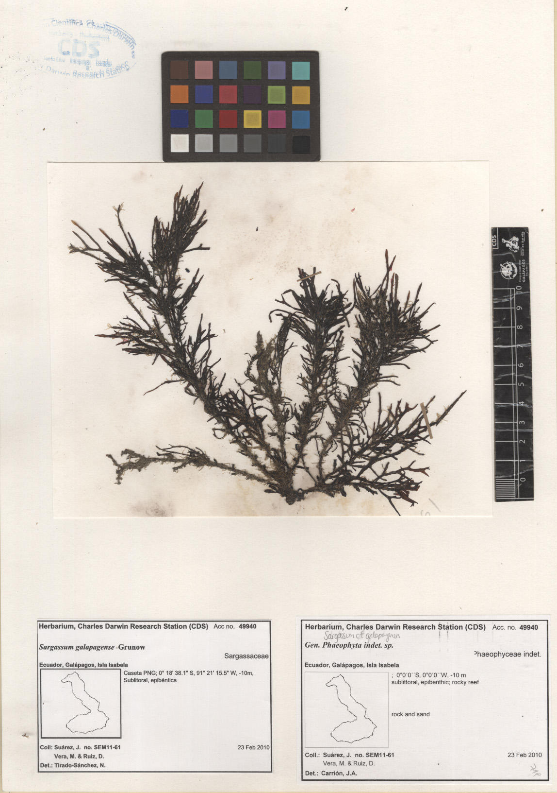 Sargassum galapagense ,CDS especimen de herbario. Foto: García-Calderón, M..