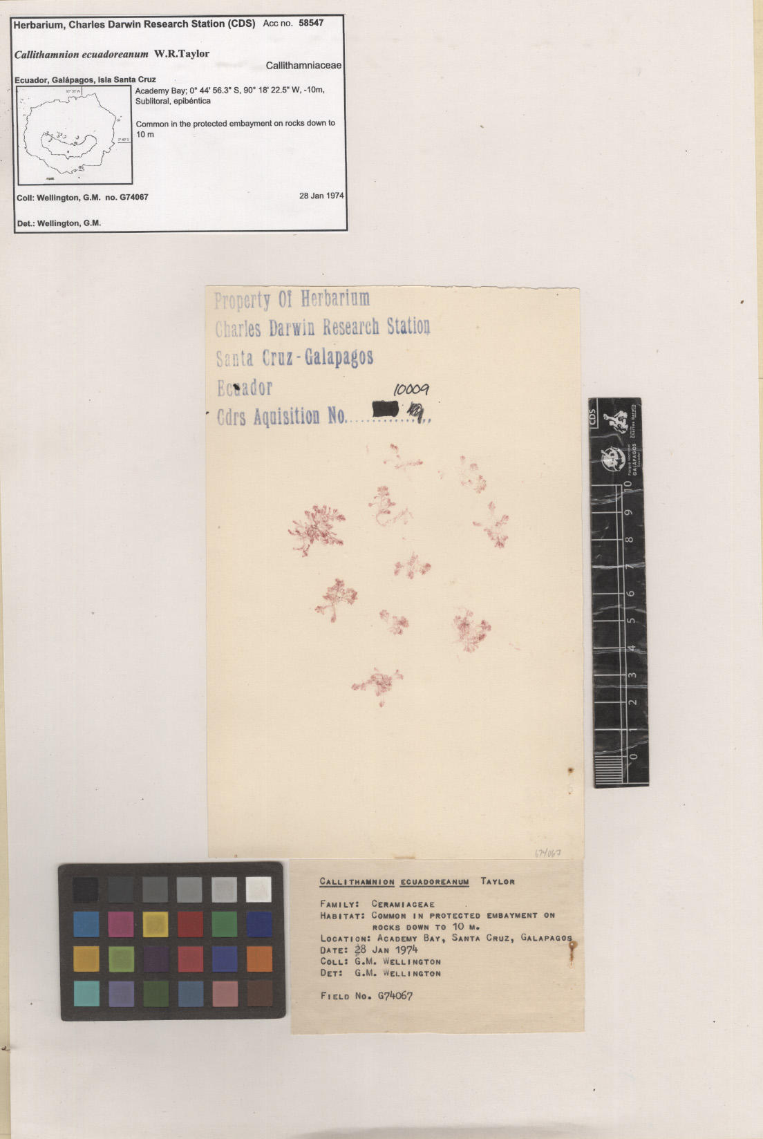 Callithamnion ecuadoreanum ,CDS specimen herbarium. Photo: García-Calderón, M..