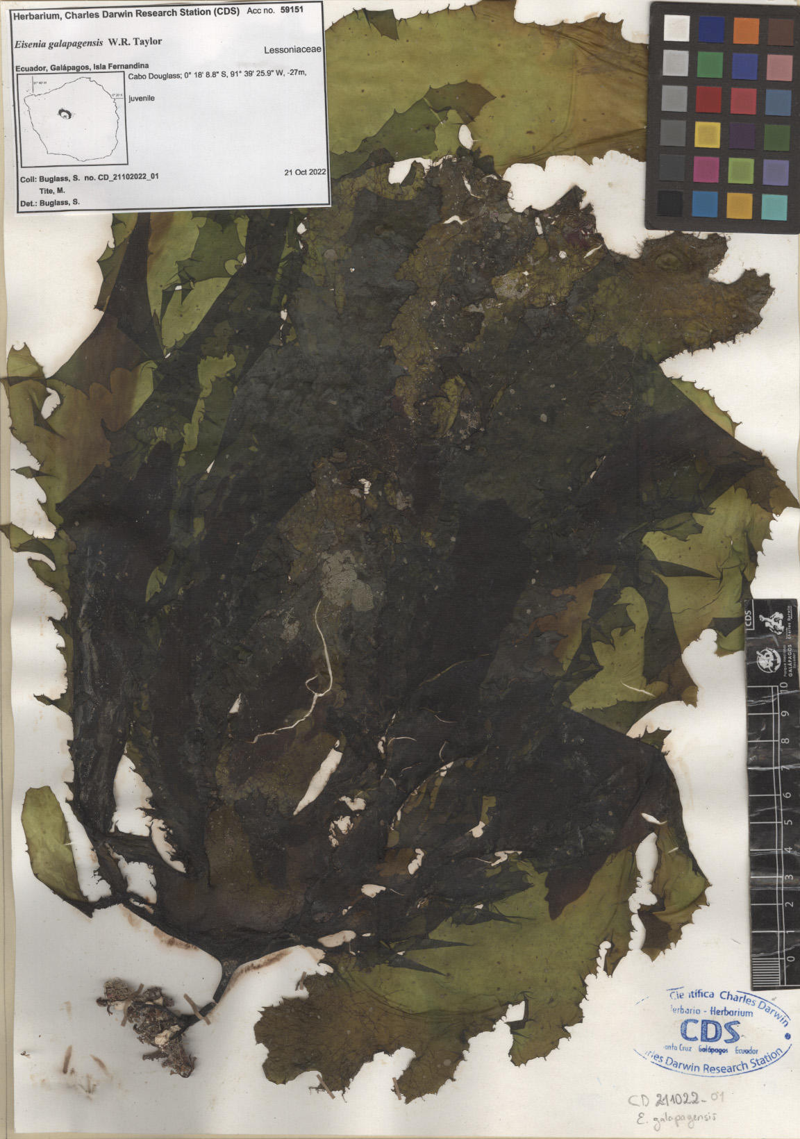  Eisenia galapagensis ,CDS especimen de herbario. Foto: García-Calderón, M..