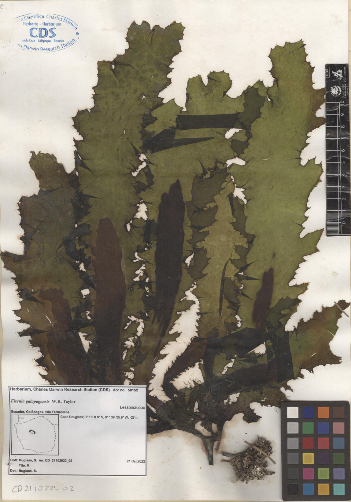  Eisenia galapagensis .,CDS specimen herbarium. Photo: García-Calderón, M..