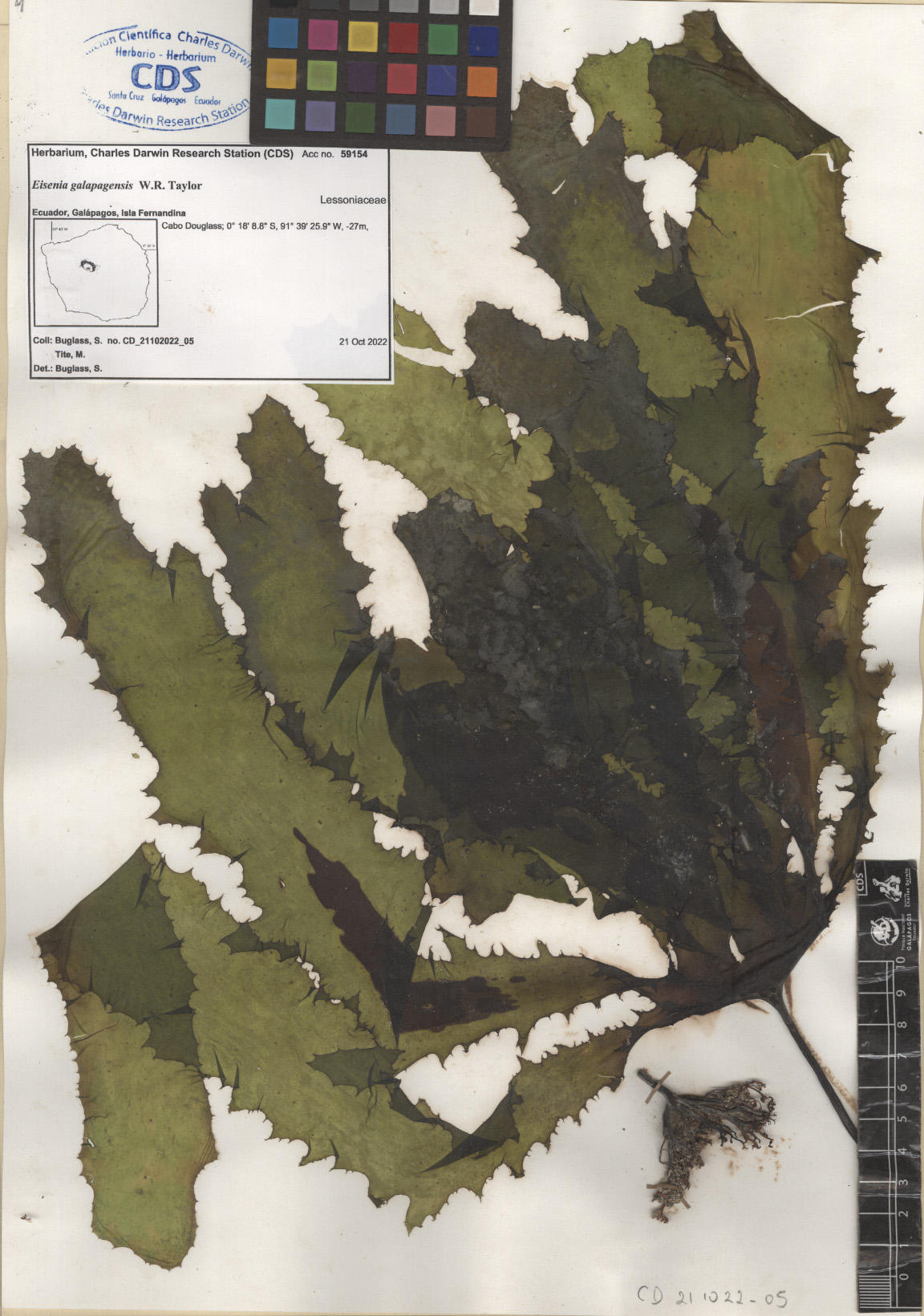  Eisenia galapagensis ,CDS especimen de herbario. Foto: García-Calderón, M..