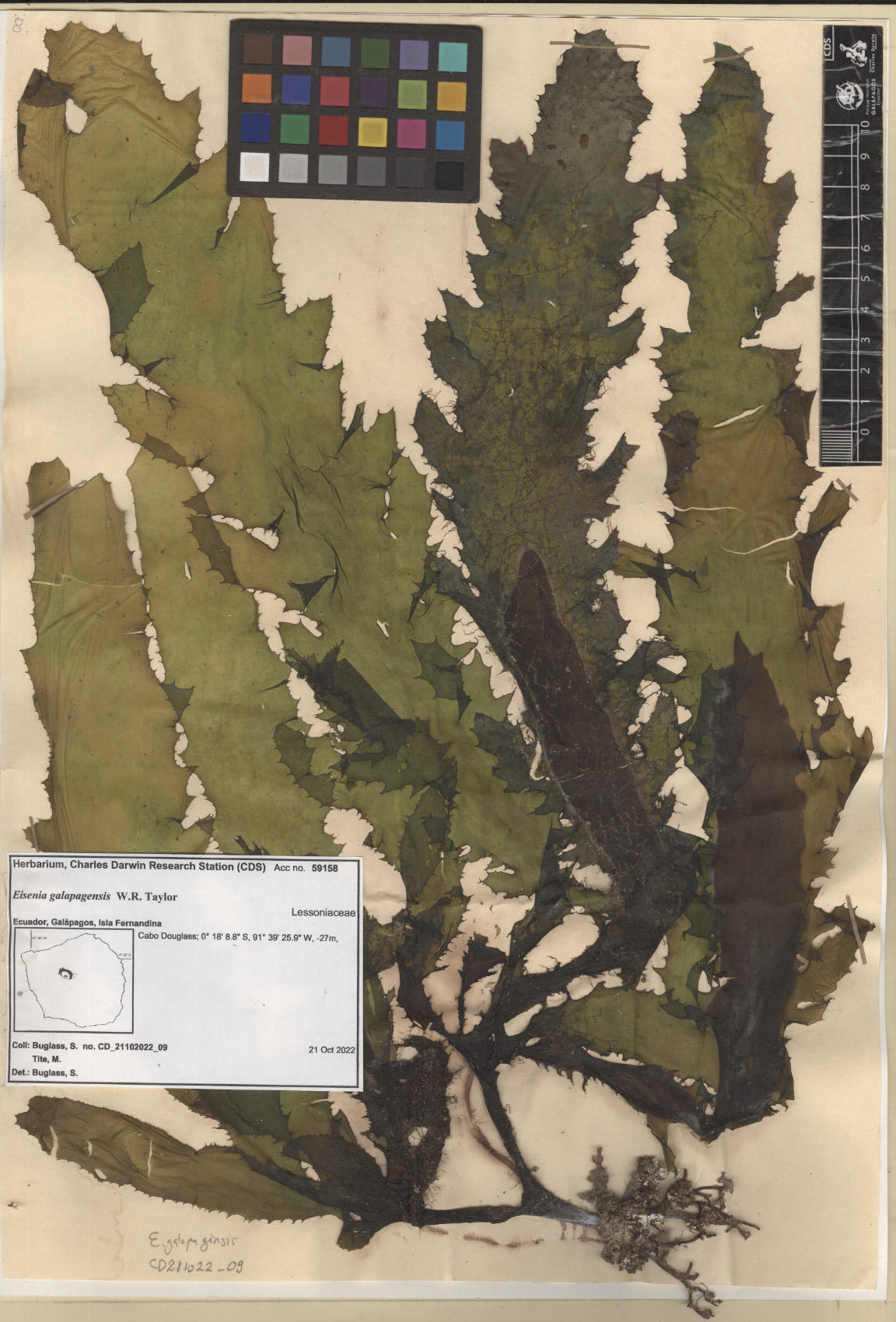  Eisenia galapagensis ,CDS specimen herbarium. Photo: García-Calderón, M..