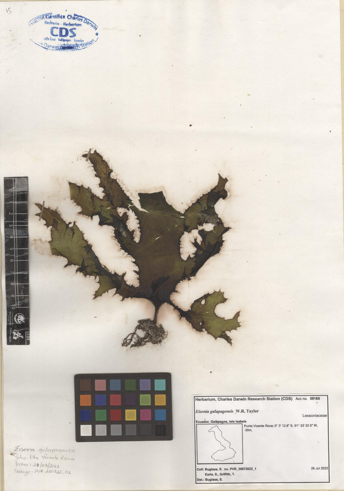  Eisenia galapagensis ,CDS specimen herbarium. Photo: García-Calderón, M..