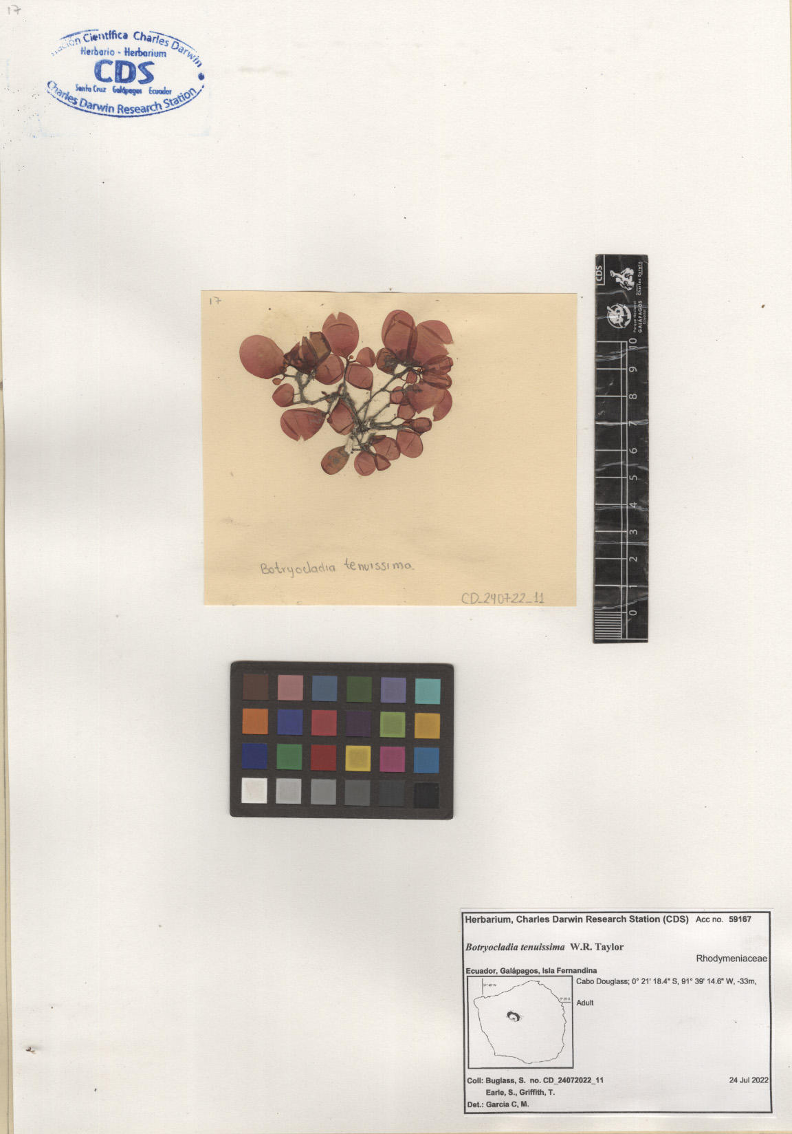  Botryocladia tenuissima,CDS specimen herbarium. Photo: García-Calderón, M..