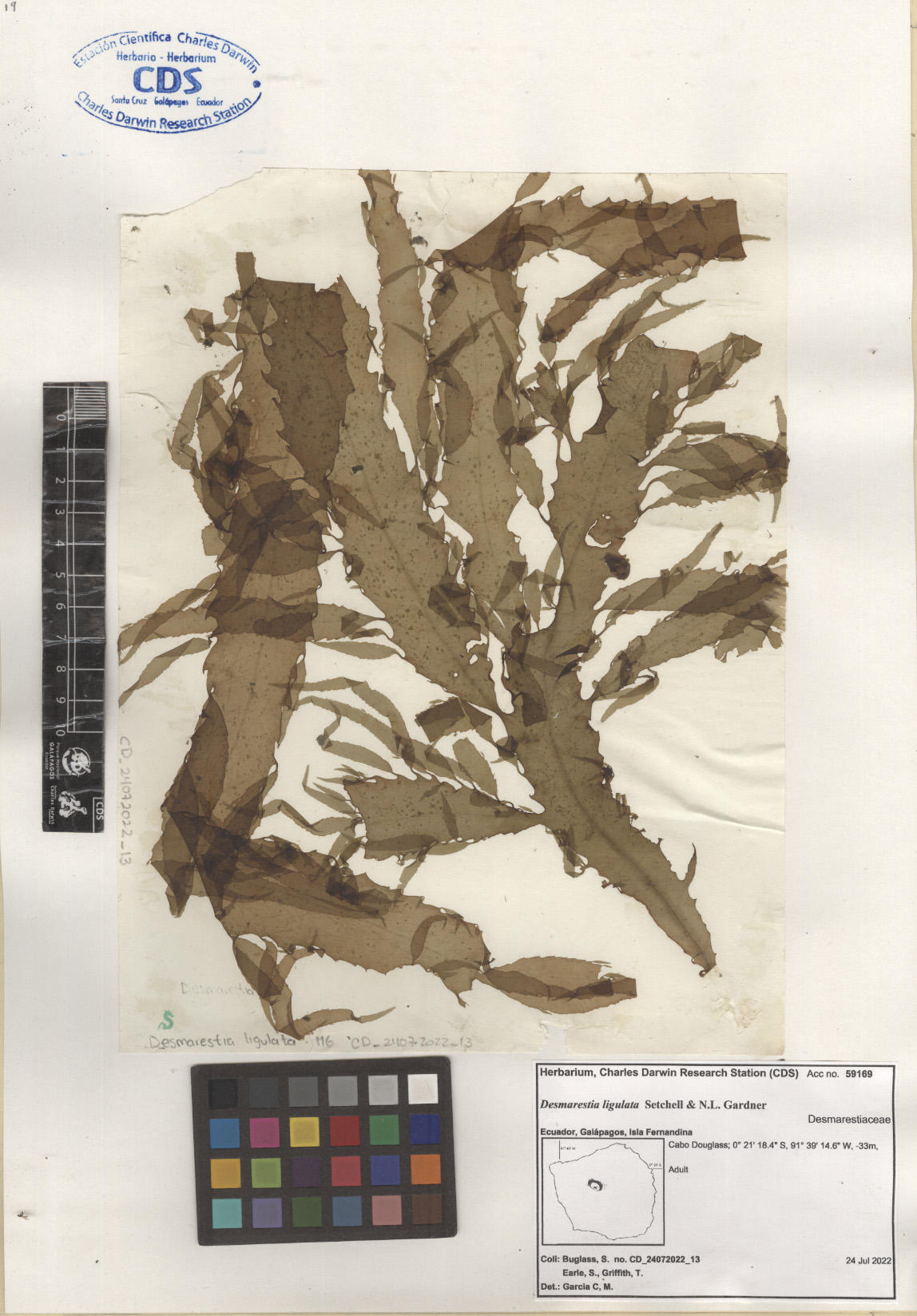  Desmarestia ligulata ,CDS specimen herbarium. Photo: García-Calderón, M..