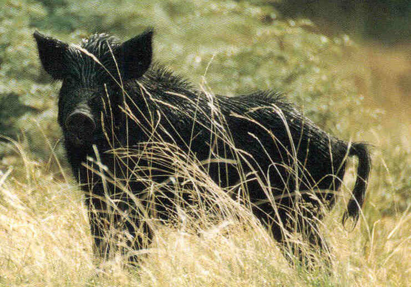 Sus scrofa , Pig, wild boar. Photo: CDF Archive.
