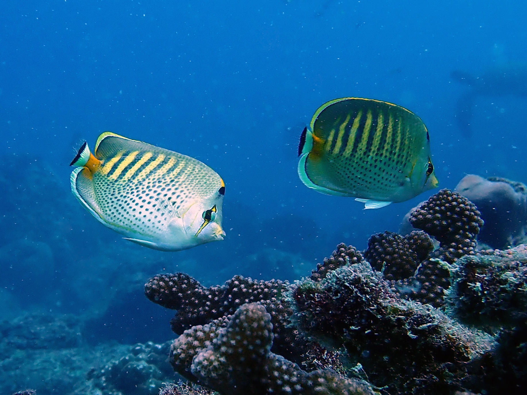  Chaetodon punctatofasciatus, at Pinta East. Photo: Franklin Teran, CDF..