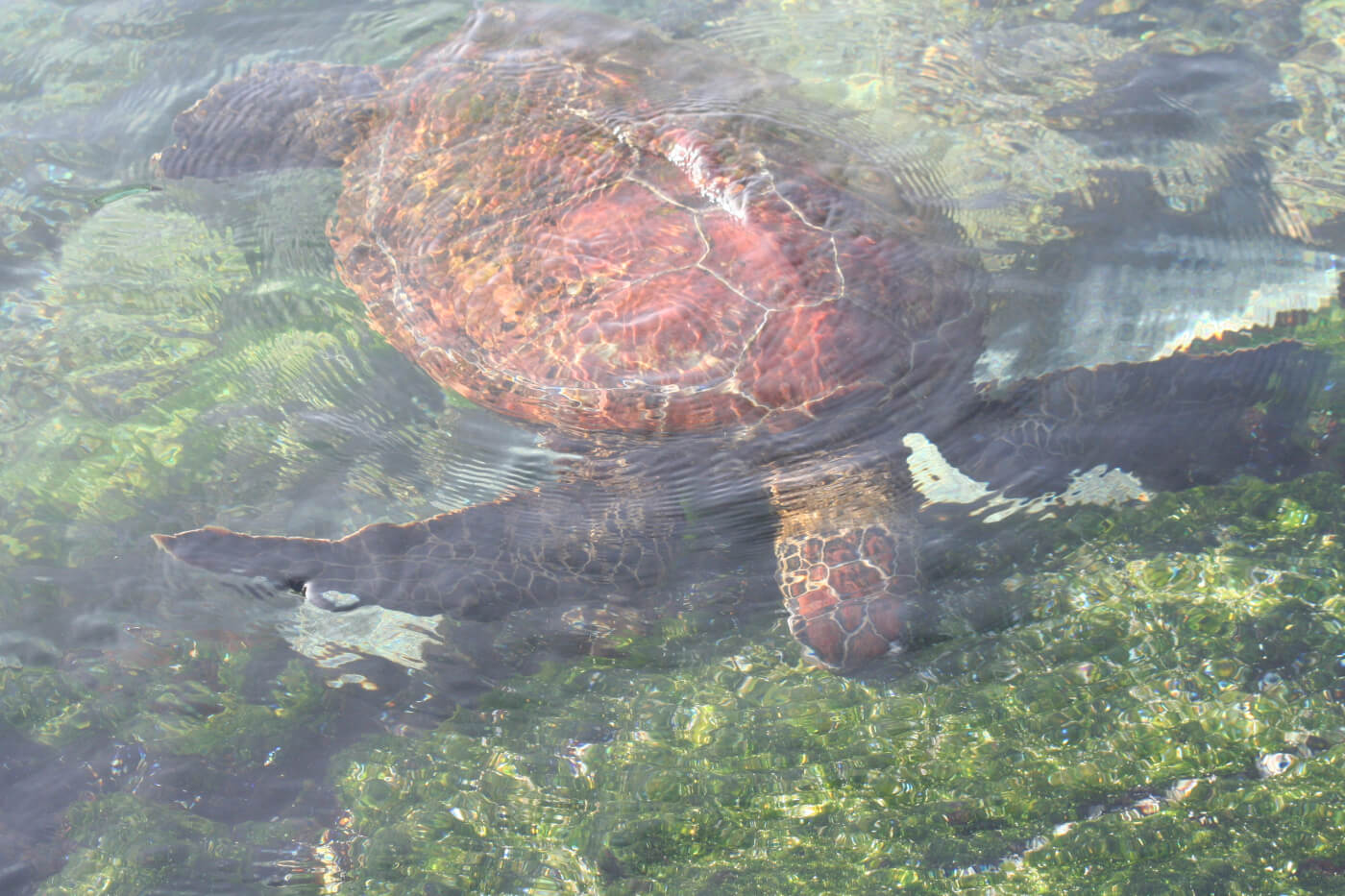 Chelonia mydas agassisi (Galapagos Green Turtle), Isla Fernandina, Galápagos. Foto: Andreas Kelager, CDF.