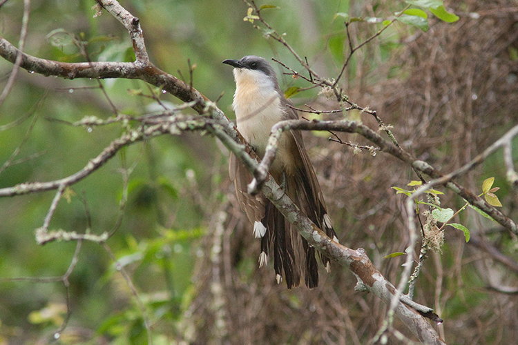 Dark-billed Cuckoo in Santa Cruz Island, Galapagos. Photo: CDF Archive.