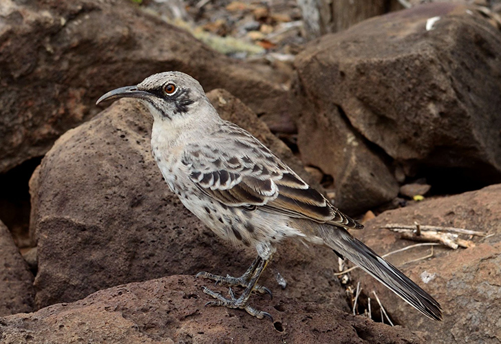 Española Mockingbird in Española Island, Galapagos. Photo: David Anchundia, CDF.