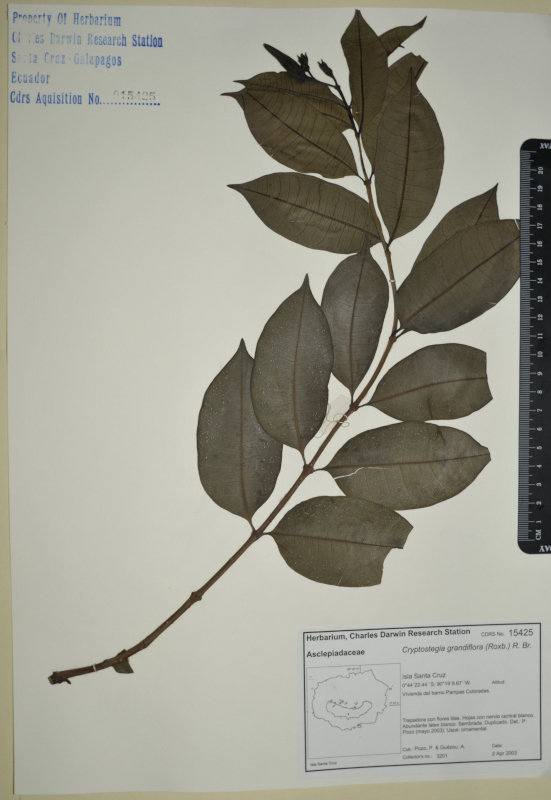 Espécimen de Cryptostegia grandiflora en el herbario de la ECCD. Foto: CDF Archive, 2012.